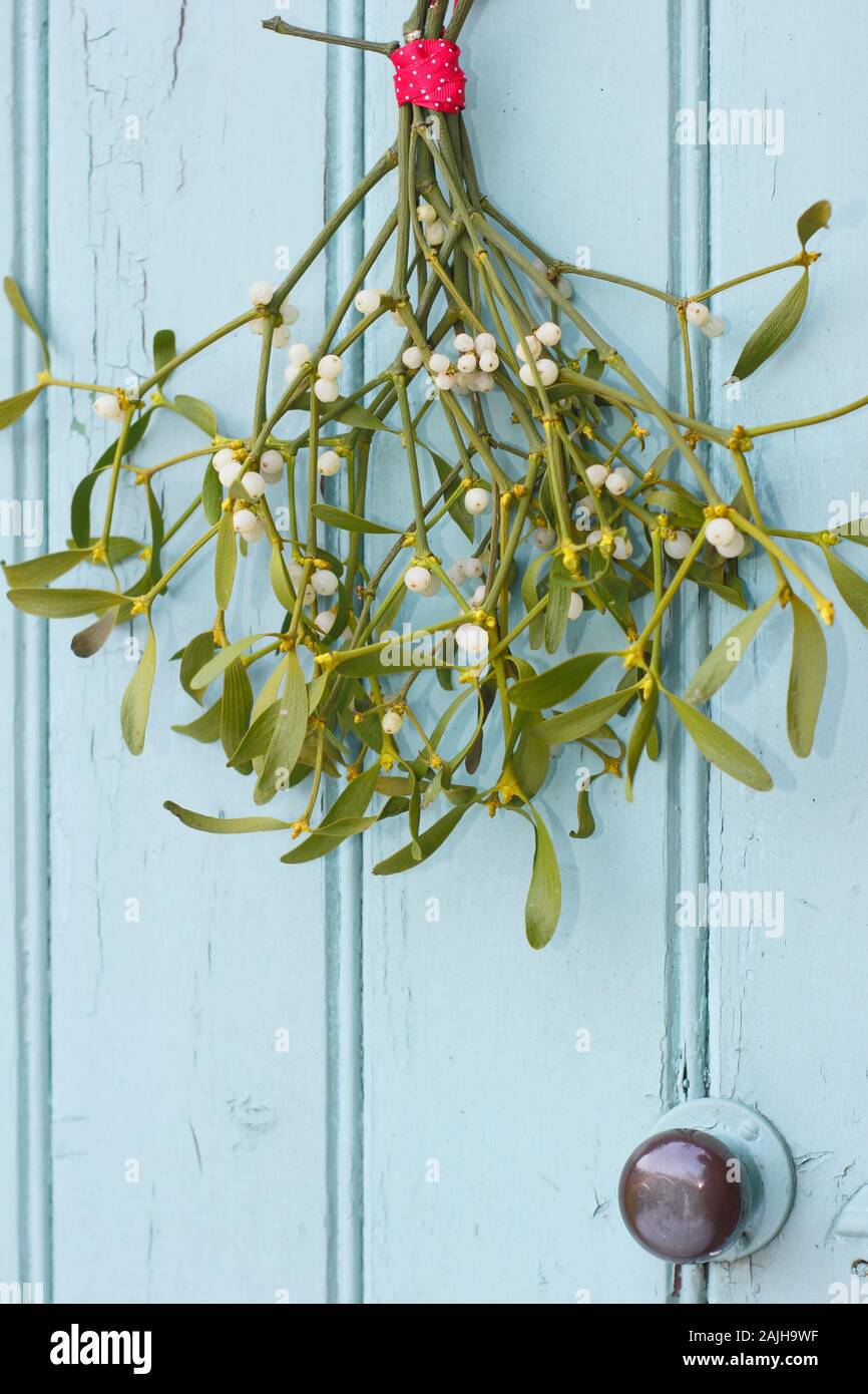 Viscum album. Bunch of mistletoe hanging on a wooden door in winter. UK Stock Photo