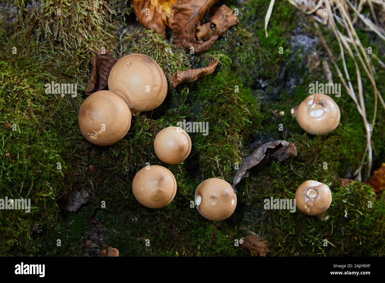Close up view of a group of mushrooms, pear puffball -Lycoperdon pyriforme Stock Photo