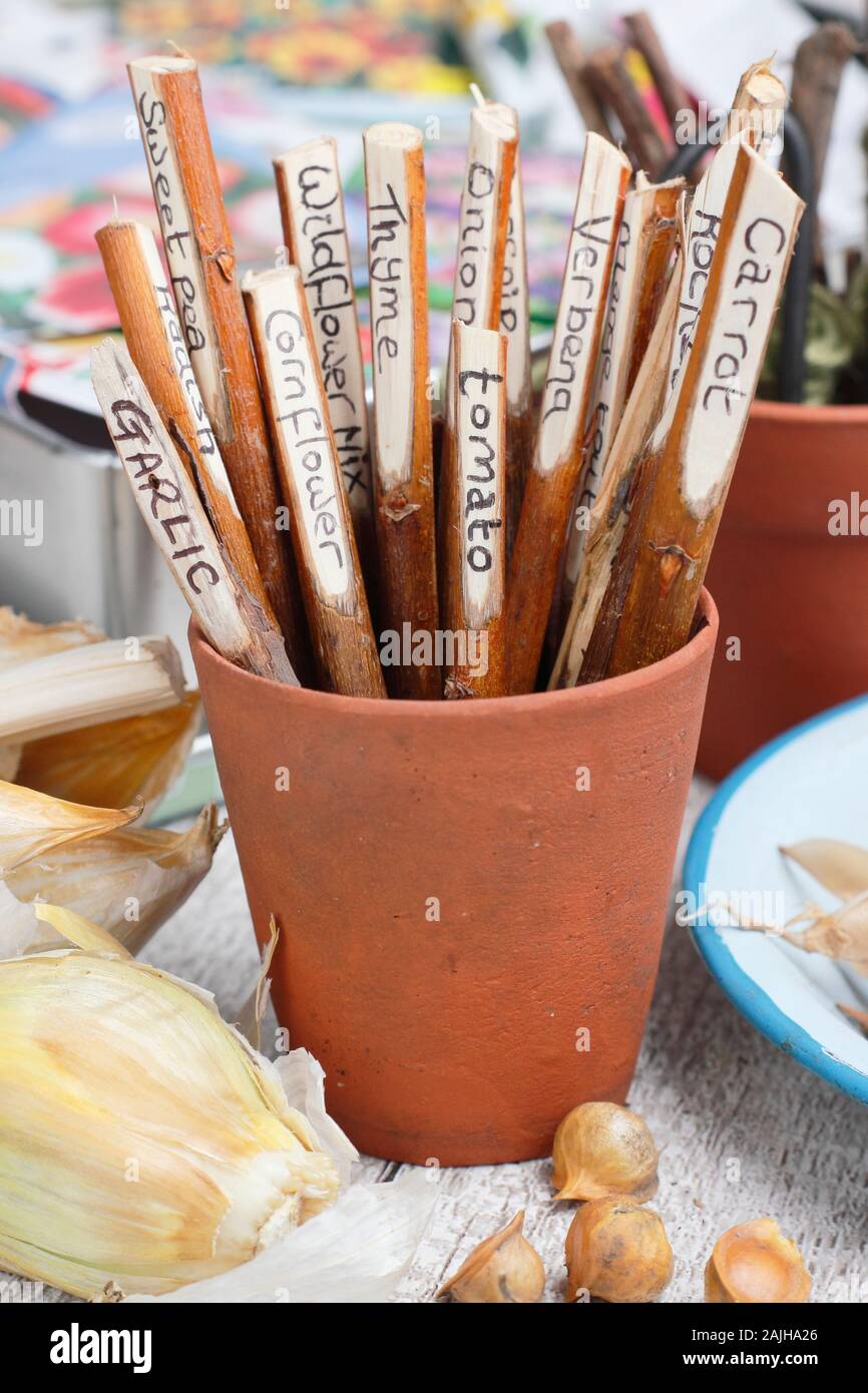 Cornus. Home made plant labels fashioned from dogwood twigs in a pot on gardening bench. UK Stock Photo