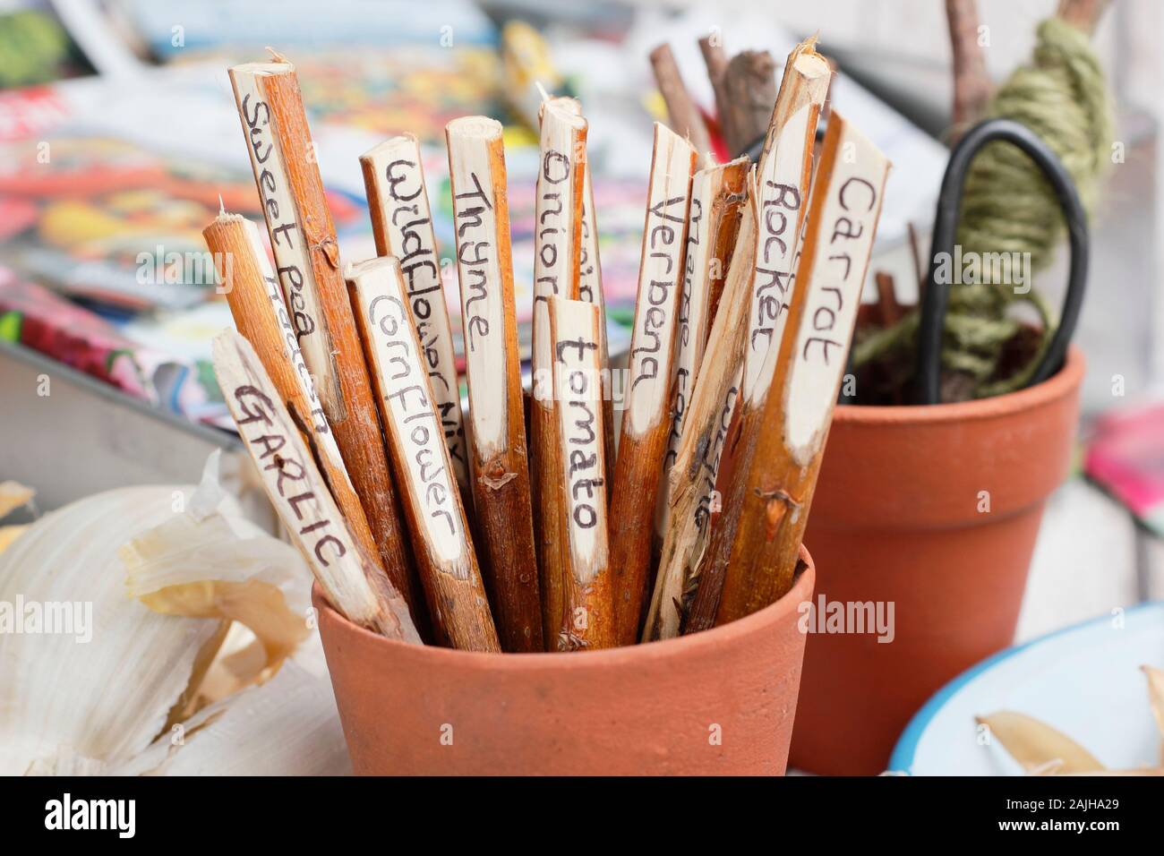 Cornus. Home made plant labels fashioned from dogwood twigs in a pot on gardening bench. UK Stock Photo