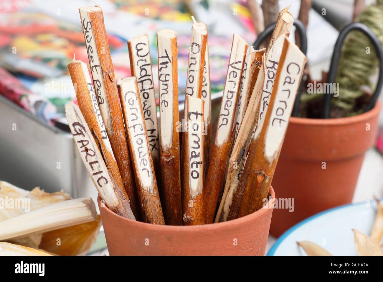 Cornus. Home made plant labels fashioned from dogwood twigs in a pot on gardening bench. UK Stock Photo