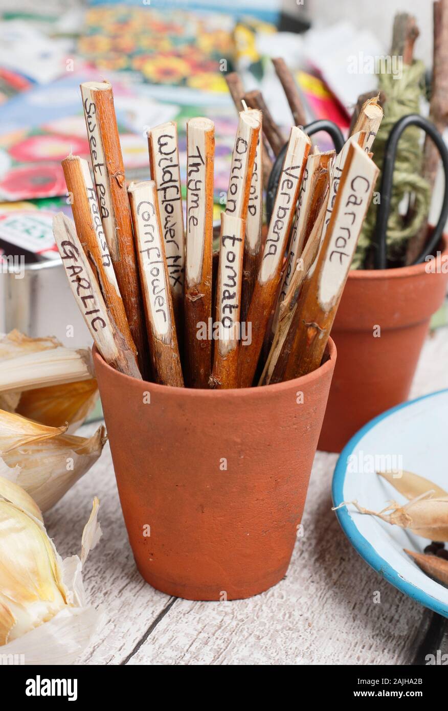 Cornus. Home made plant labels fashioned from dogwood twigs in a pot on gardening bench. UK Stock Photo