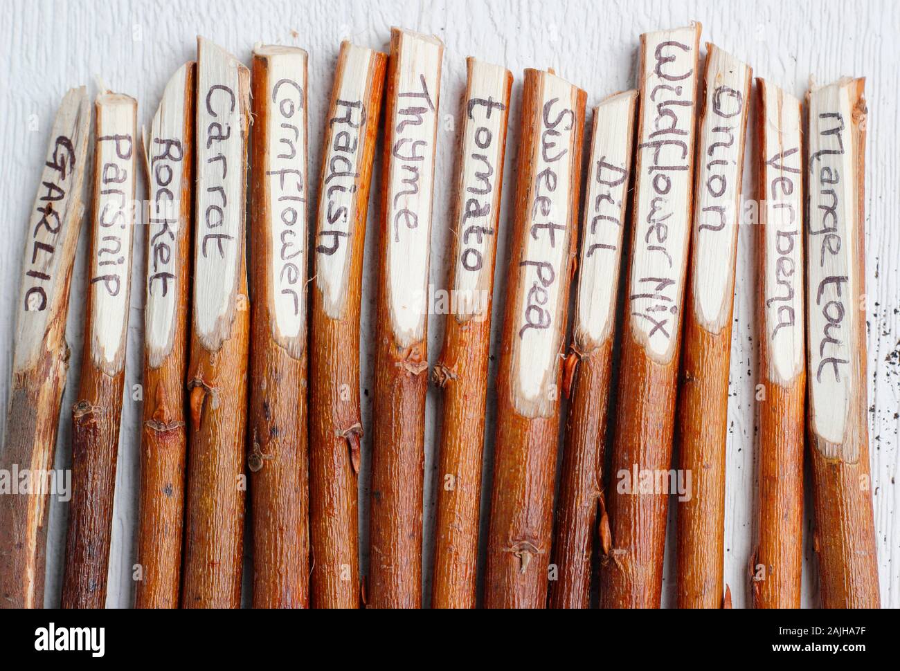 Cornus. Home made plant labels fashioned from dogwood twigs. UK Stock Photo