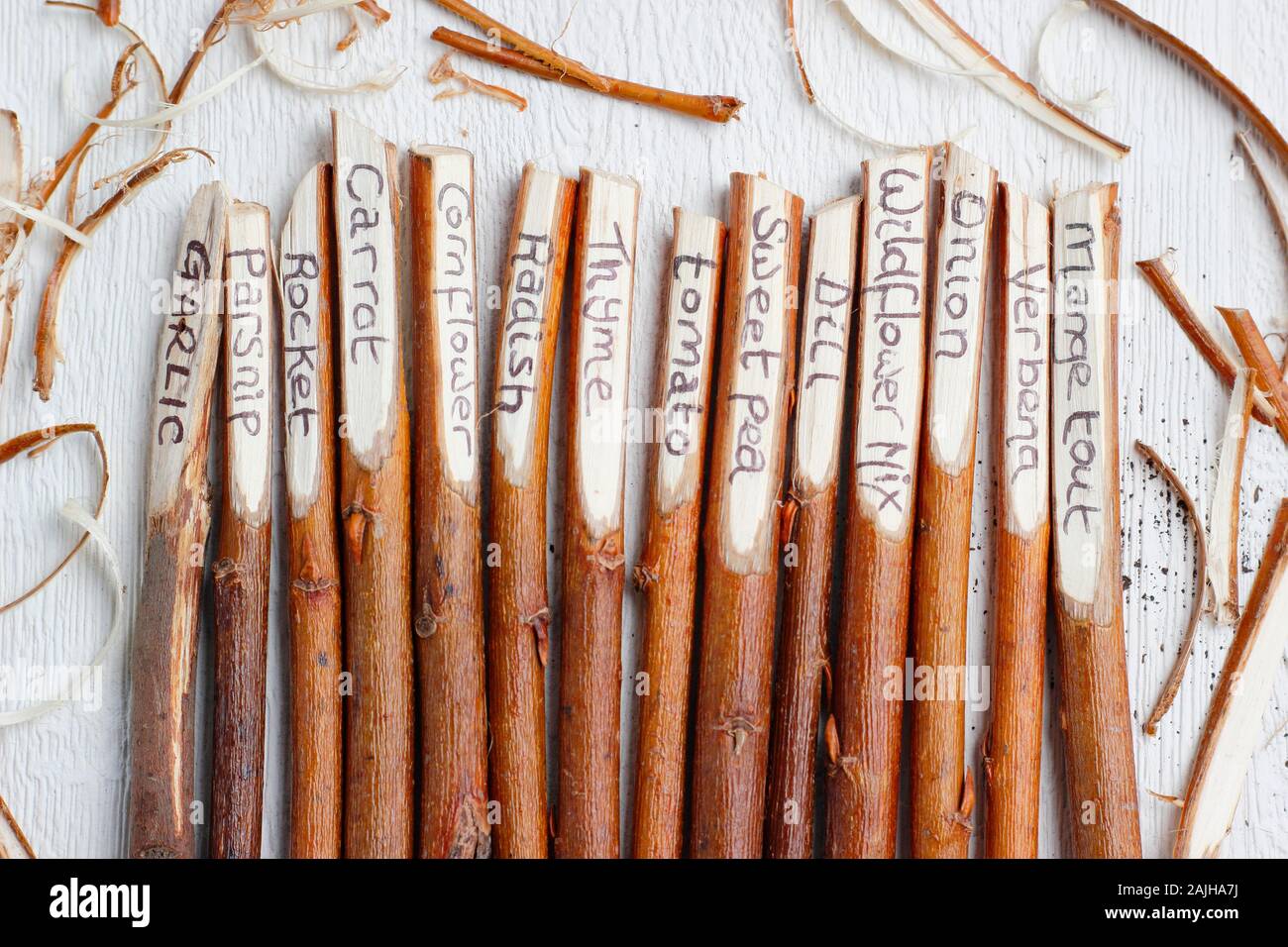 Cornus. Home made plant labels fashioned from dogwood twigs. UK Stock Photo