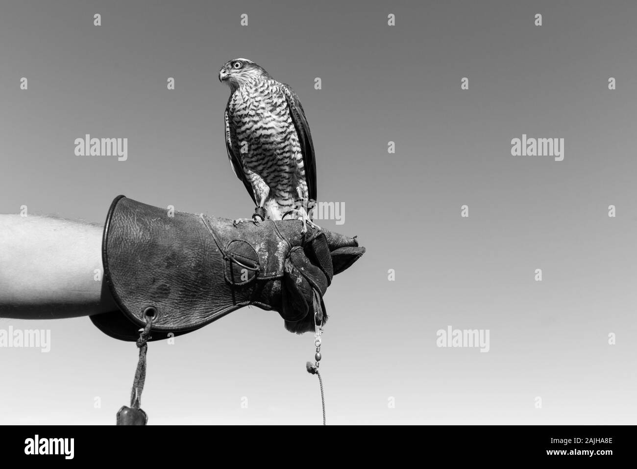 Sparrowhawk (Accipiter nisus), FALCONRY - Cetrería, Pancorbo, Burgos, Castilla y Leon, Spain, Europe Stock Photo