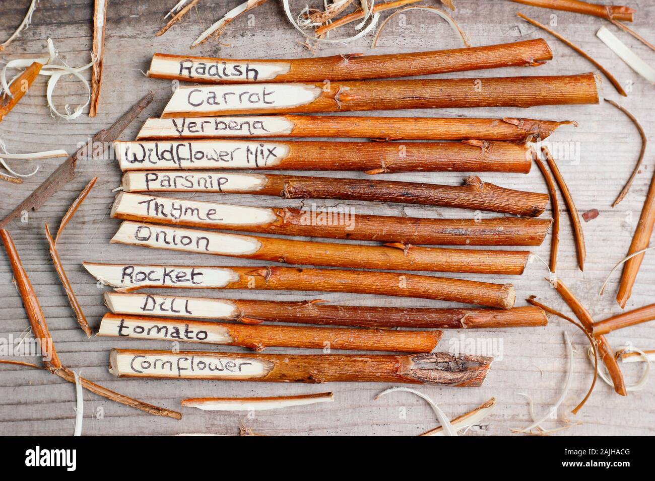 Cornus. Home made plant labels fashioned from dogwood twigs. UK Stock Photo