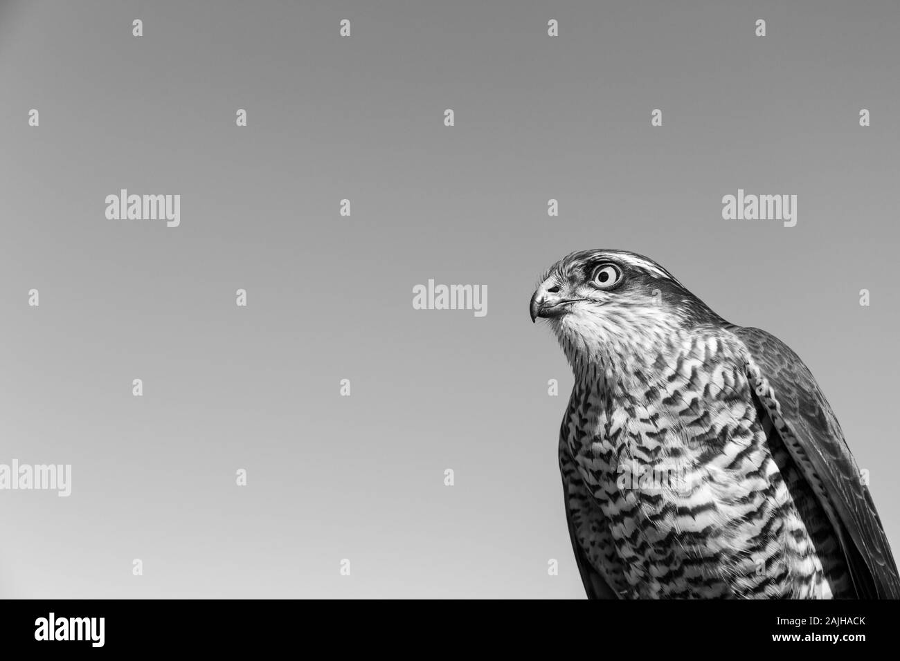 Sparrowhawk (Accipiter nisus), FALCONRY - Cetrería, Pancorbo, Burgos, Castilla y Leon, Spain, Europe Stock Photo