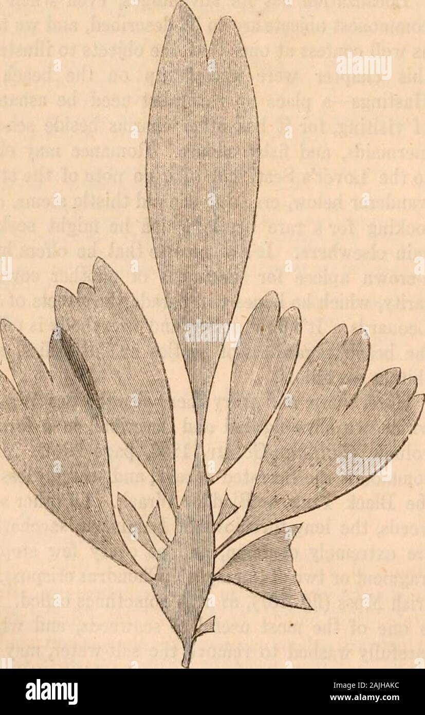 Hardwicke's science-gossip : an illustrated medium of interchange and gossip for students and lovers of nature . Fig.207. Carrageen (Chonrtrus crispus). morpha compressa, and the broad, like green frills,is Ulva latissima; in company with them is thepurplish Irideea edulis, the common Bhodymenia. Fig. 208. Rhodymenia palmata. paltnata (fig. 208), and the delicate wavy purplefronds of the laver Porphyra laciuiata, which are so thin that they cling to the fingers like a film whenany attempt is made to lift them from the water.The little pools on the rocks are often fringed withthe interesting Co Stock Photo