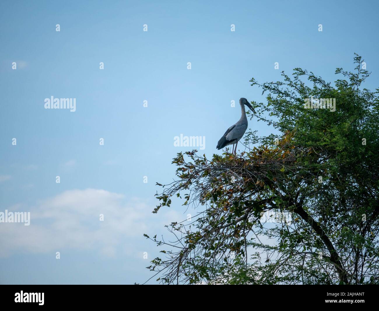 swan on the tree Stock Photo - Alamy