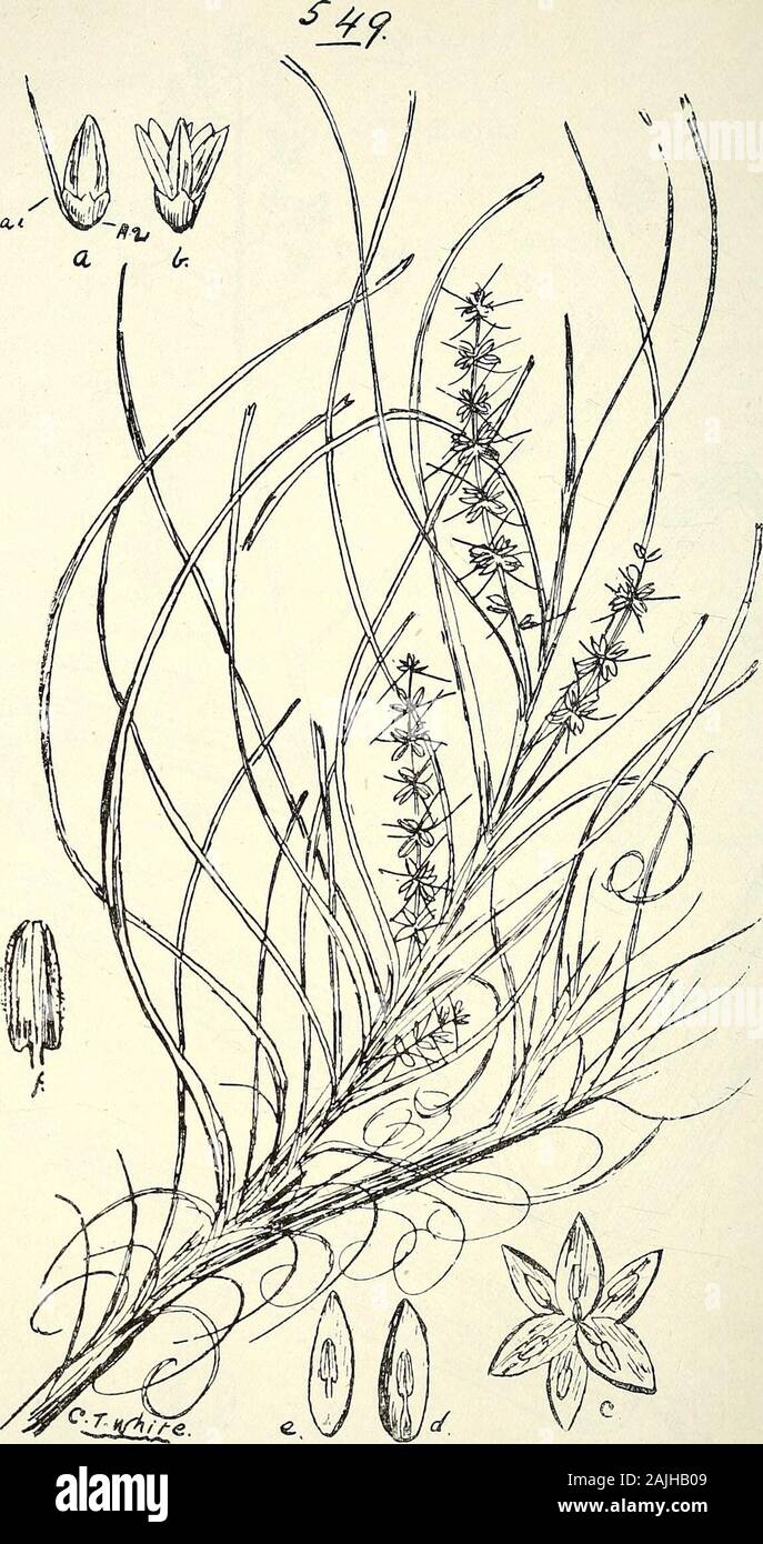 Comprehensive catalogue of Queensland plants, both indigenous and naturalised To which are added, where known, the aboriginal and other vernacular names; with numerous illustrations, and copious notes on the properties, features, &c., of the plants . e&lt;ni. 548. Flagellaria indicAj Linn., var. geacilicaulis, Bail. 568 CXLI. JUNCACE^.. 549. Xerotes confertifolia, Bail. (a) Male flower-bud, (ai) bract, (a?) bracteoles, (b) male flower, (c) male flowerlaid open, (d) inner perianth segment, (e) outer perianth segment, (f) anther. 569 Stock Photo