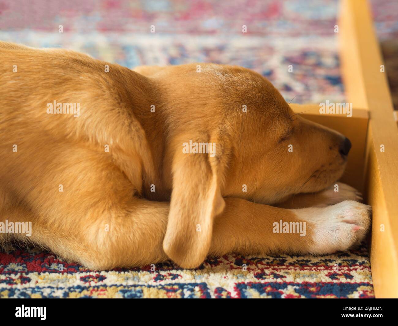 Golden cute puppy sleeping under the table Stock Photo Alamy