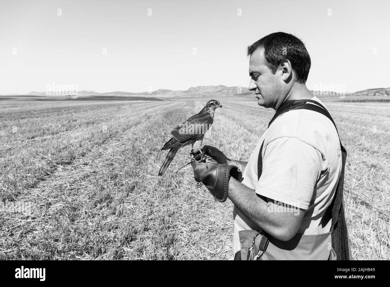 Sparrowhawk (Accipiter nisus), FALCONRY - Cetrería, Pancorbo, Burgos, Castilla y Leon, Spain, Europe Stock Photo