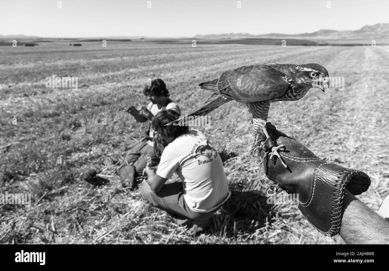 Sparrowhawk (Accipiter nisus), FALCONRY - Cetrería, Pancorbo, Burgos, Castilla y Leon, Spain, Europe Stock Photo