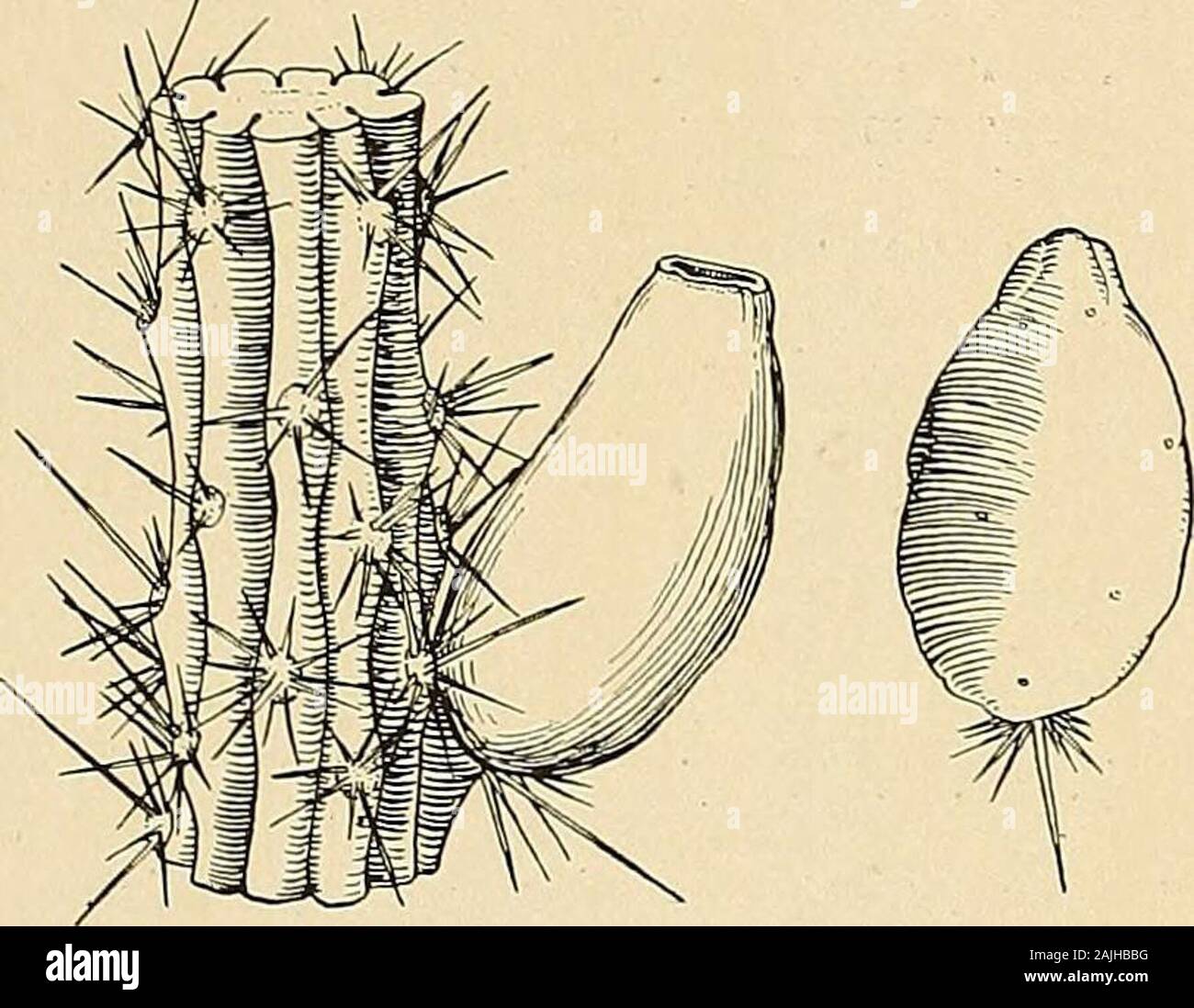 The Cactaceae : descriptions and illustrations of plants of the cactus family . t; ribs usually 9 or 10, rather low for this genus, about 1 cm. high; areoles 5 to 15cm. apart, small; spines numerous, gray, acicular, the longest ones 5 cm. long; flowers nocturnal,narrowly funnelform, 7 to 8 cm. long, the limb 2.5 to 3 cm. broad, dark green except tips of innerperianth-segments; ovary bearing a few small ovate scales with a little felt in their axils; fruit darkred (occasionally white), oblong, 3 to 4 cm. long, with white flesh; seeds dull black, tuberculate Type locality: Tropical America. Dist Stock Photo