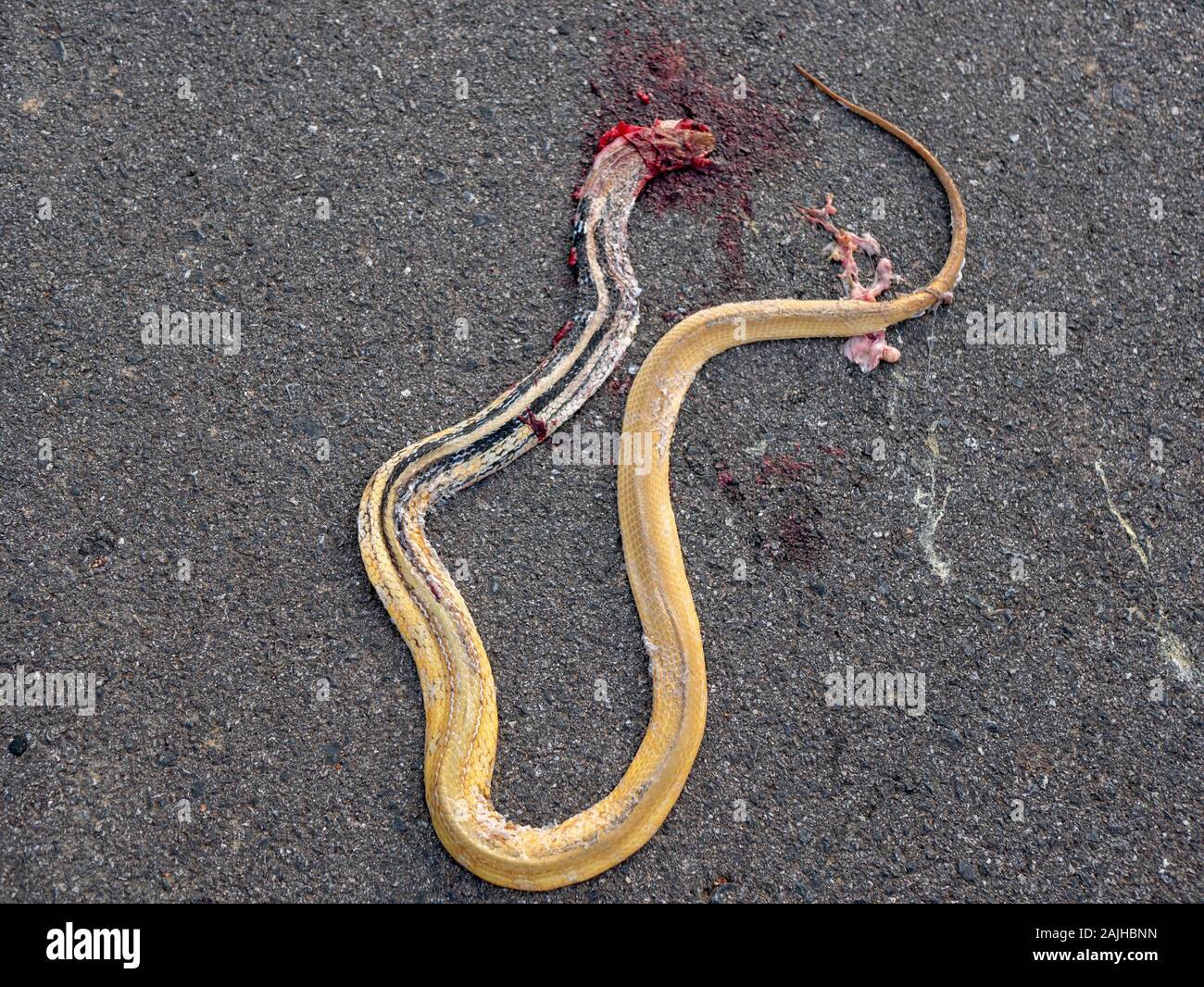 Dead snake hi-res stock photography and images - Page 2 - Alamy