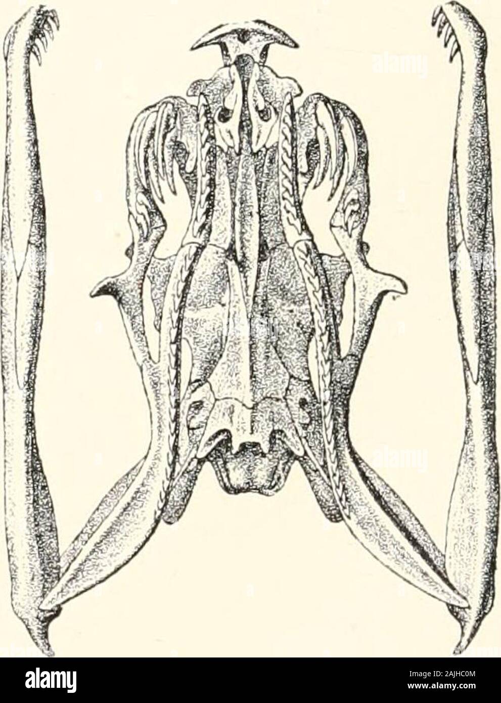 Venoms; venomous animals and antivenomous serum-therapeutics . Fig. 60.—Skull of Acanthophis antarctic as. (After G. A. Boulenger, op. cif.) cylindrical. Scales more or less distinct!}^ keeled, in 21—23 rows.Tail short, compressed at the end and terminating in a sort oflong spine, turned upwards ; anterior subcaudals in a single row,posterior in 2 rows. A. antarcticus (The Death Adder ; fig. (il).—Supraocular shieldsoften raised and angular, assuming the shape of little horns ; scaleson the crown of the head rugose and striated ; 118—130 ventrals41—51 subcaudals (the last 5—27 are divided). TH Stock Photo