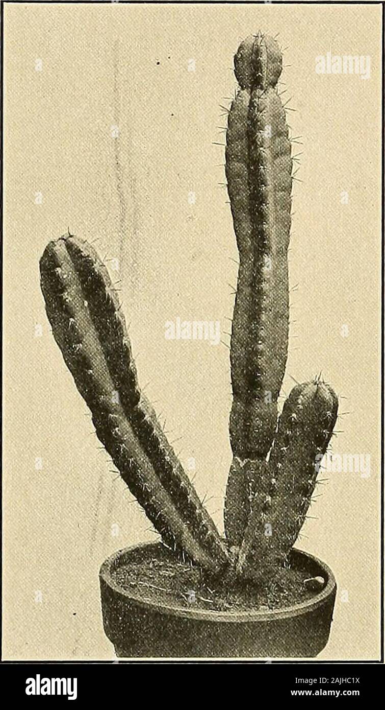 The Cactaceae : descriptions and illustrations of plants of the cactus family . lhocereus azureus Riccobono, Boll. R. Ort. Bot. Palermo 8: 225. 1909. Probably branching at base, bluish pruinose; branches elongated, slender, flexuous; ribs 6 or7, obtuse, repand; areoles remote, with brown tomentum and grayish wool; radial spines 8 to 12, i6 THE CACTACEAE!. white, with black tips; central spines i to 3, brown, stouter than the radials; flowers nocturnal, 10to 12 cm. long; inner perianth-segments white, lanceolate, acuminate, 10 cm. long, the marginsdentate; stamens numerous, green; style longer Stock Photo
