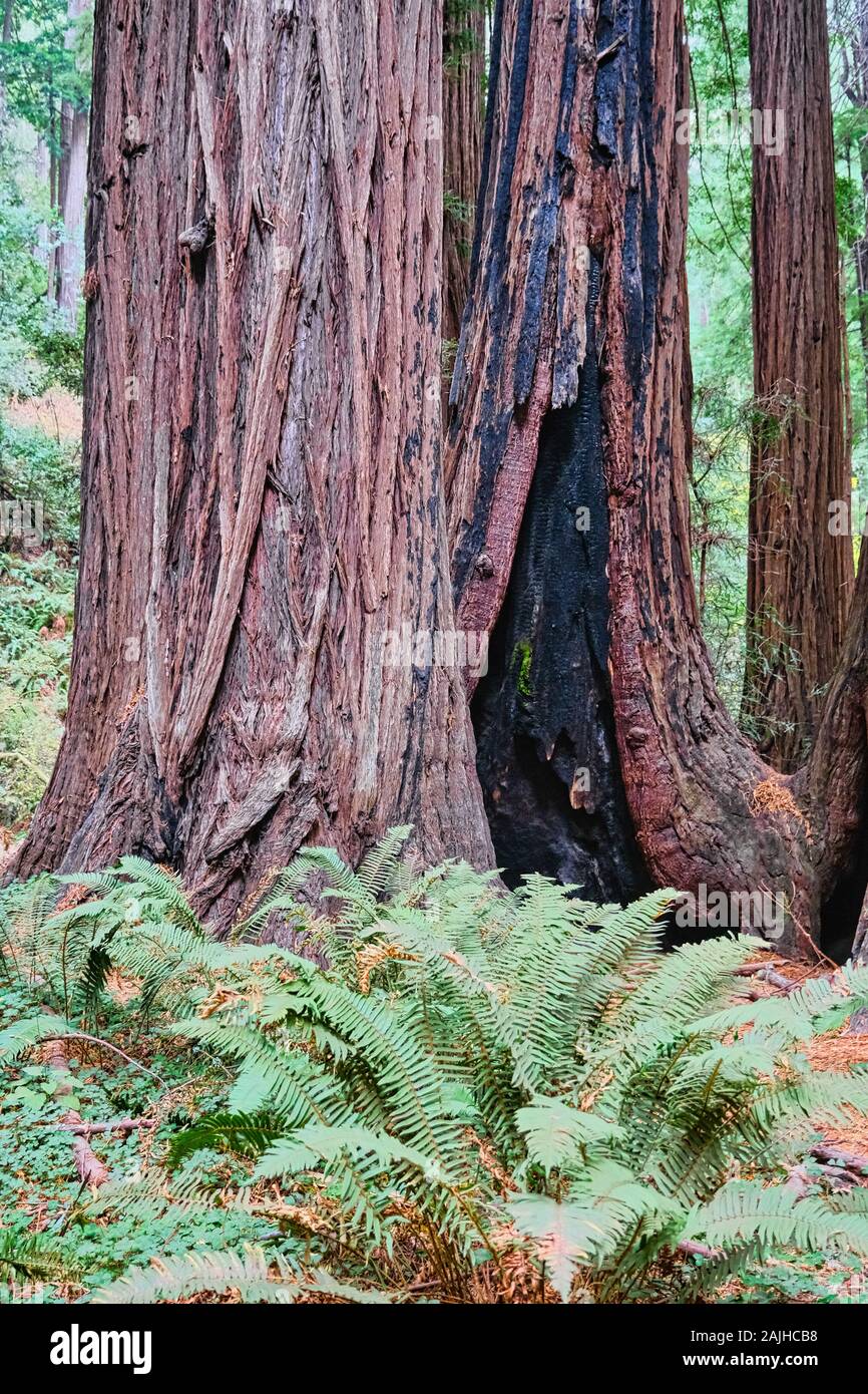Giant wood ferns hi-res stock photography and images - Alamy
