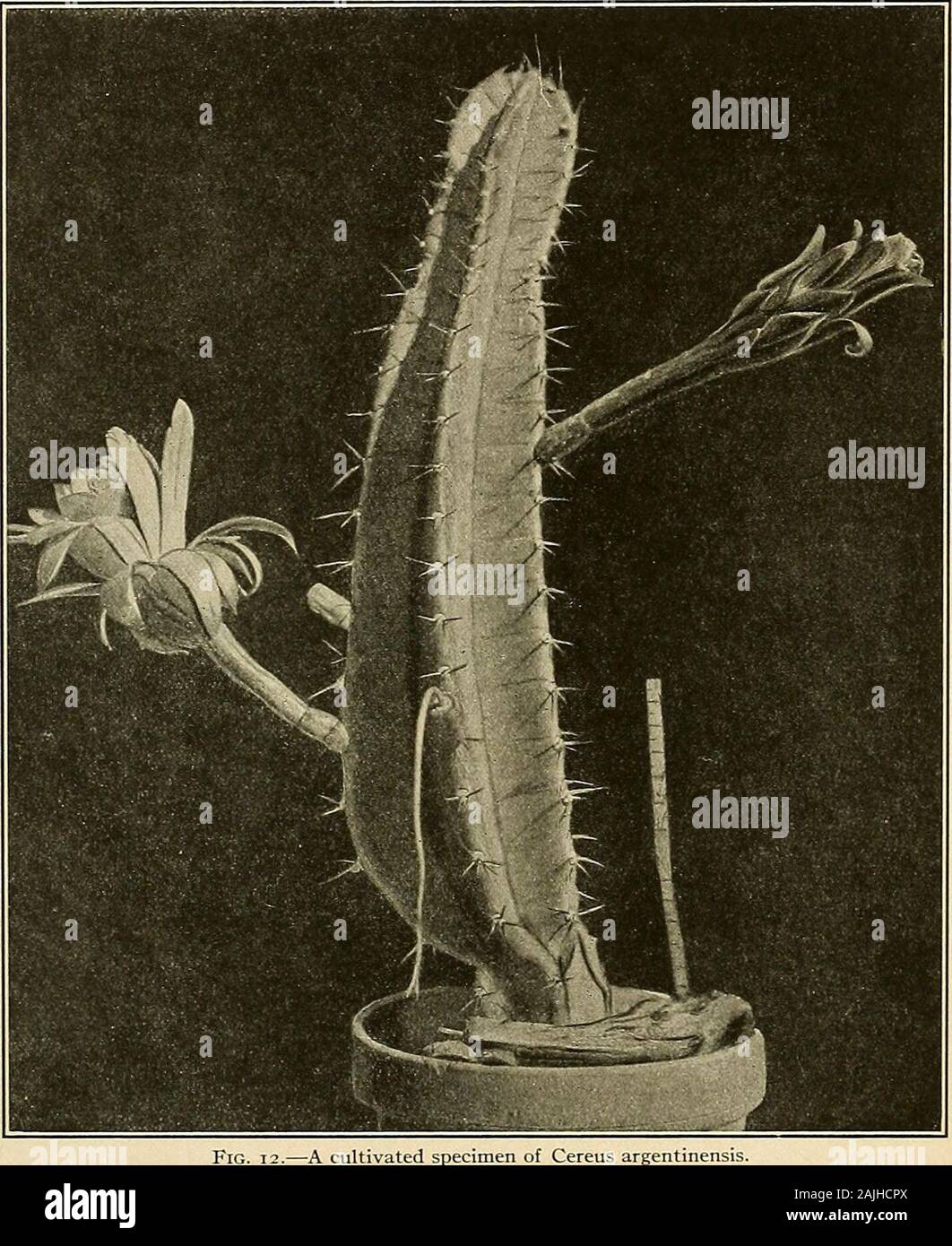 The Cactaceae : descriptions and illustrations of plants of the cactus family . 12 THE CAC11ACEAE. Distribution: Southeastern South America; widely planted in tropical America. Cereus peruvianas tortuosus (Salm-Dyck, Cact. Hort. Dyck. 1844. 30. 1845) andC. peruvianas tortus (Salm-Dyck, Cact. Hort. Dyck. 1849. 46. 1850) are names only. Cereus peruvianas monstrosus is a common garden form first described as a varietyby De Candolle (Prodr. 3:464. 1828). It is similar to the typical form except that theribs are often broken into irregular tubercles or are unevenly sulcate. This has also been. Fig. Stock Photo