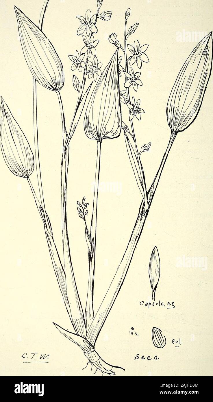 Comprehensive catalogue of Queensland plants, both indigenous and naturalised To which are added, where known, the aboriginal and other vernacular names; with numerous illustrations, and copious notes on the properties, features, &c., of the plants . Tricoryne, R. Br. platyptera, Reichb. (Fig. 539.) anceps, R.Br. (Fig. 540.) muricata, Baker. elatior, R. Br. simplex, R. Br.Laxmannia, R. Br. gracilis, R. Br. =BartHngia gracilis, F. v. M.Borya, Labill. septentrionalis, F. v, M.—The tufts of young leaf-growth areof a pretty pink colour.Sowerbaea, Sm. juncea, Sm. Tribe IX.—Allied.Xothoscordum, Kunt Stock Photo