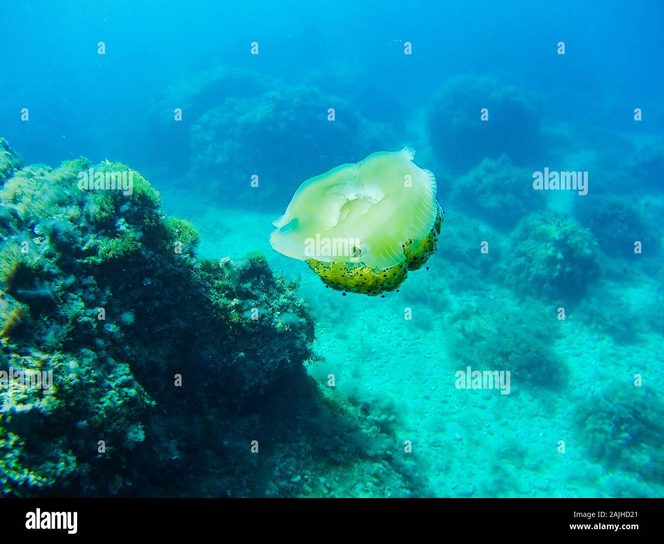 Underwater photograph of jellyfish in the Mediterranean Sea Stock Photo