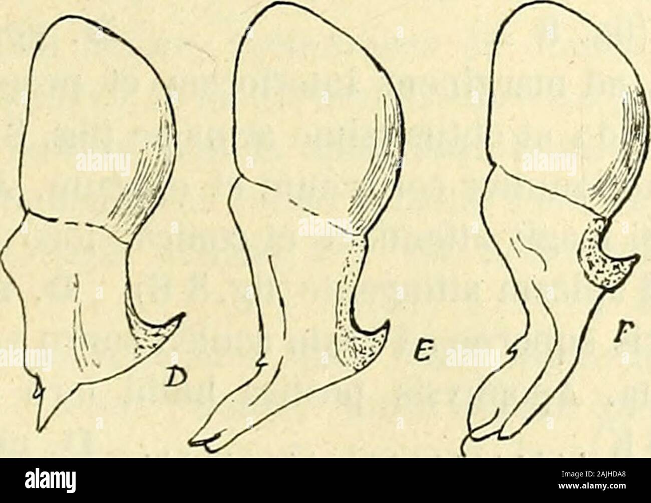 Annales de la Société entomologique de France . lAfrique. 313 0. Fémur pedum-maxillarium subtus, saltem ad hasin, gra- ,nulis parvis setiferis conspersum ..:, 6. — Fémur pedum-maxillarium subtus laeve haud granulo-. .?,, sum ., 7. 6. Oculi antici ad marginem clypei quam inter se remotiores ,. (clypeo lato). Bulbus apice setiformis, apophysi postica recta et acuta, a margine lobi contigua (flg. 6 C) D. atlantica E. — Oculi antici inter se atque ad marginem fere aeque dis- tantes. Bulbus apice sat angustus sedobtusus, apophysi postica acuta et subrecta, a margine lobi discreta D. Pharaonis E. 7. Stock Photo