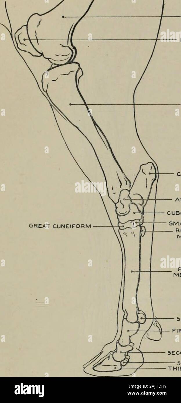 Modelling; a guide for teachers and students . Fig. 144.—Hindleg