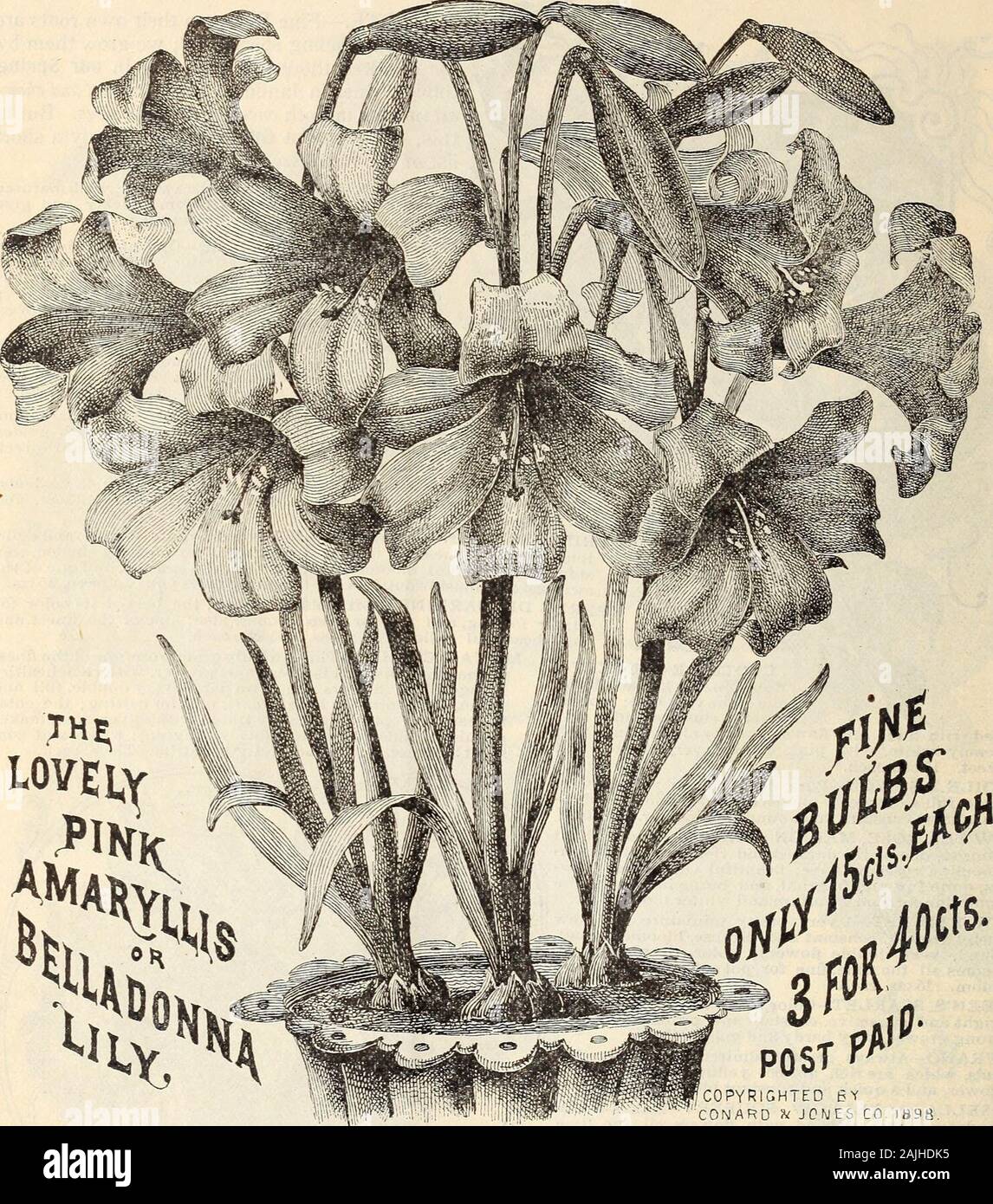New floral guide : autumn 1899 . ftFMFMTlPl^ These are extra strong: re-potted roses, specially prepared for winteriVLriUl^iTlDHV flowering. Price 15c. each, 2 for 25c., 4 for 50c., 8 for $1.00. Set of 16 for $2.00, postpaid, or by express, purchaser paying charges, 8 for 75c., 16 for $1.50, $8.00 per hundred. NOTE.—Good ordinary size roses, best varieties, all labeled, 4 for 25c., 9 for 50c., 20 for $1.00, postpaid. 6 THE CONARD & JONES COMPANY, WEST GROVE, PA. THE AMARYLLIS, m ol uiHter-Fiowtniifl Buite. MAY BE KEPT IN POTS ALL THE YEAR ROUND OR BEDDED OUT IN SUHflER.. LOVELY BELILADOISNA LI Stock Photo