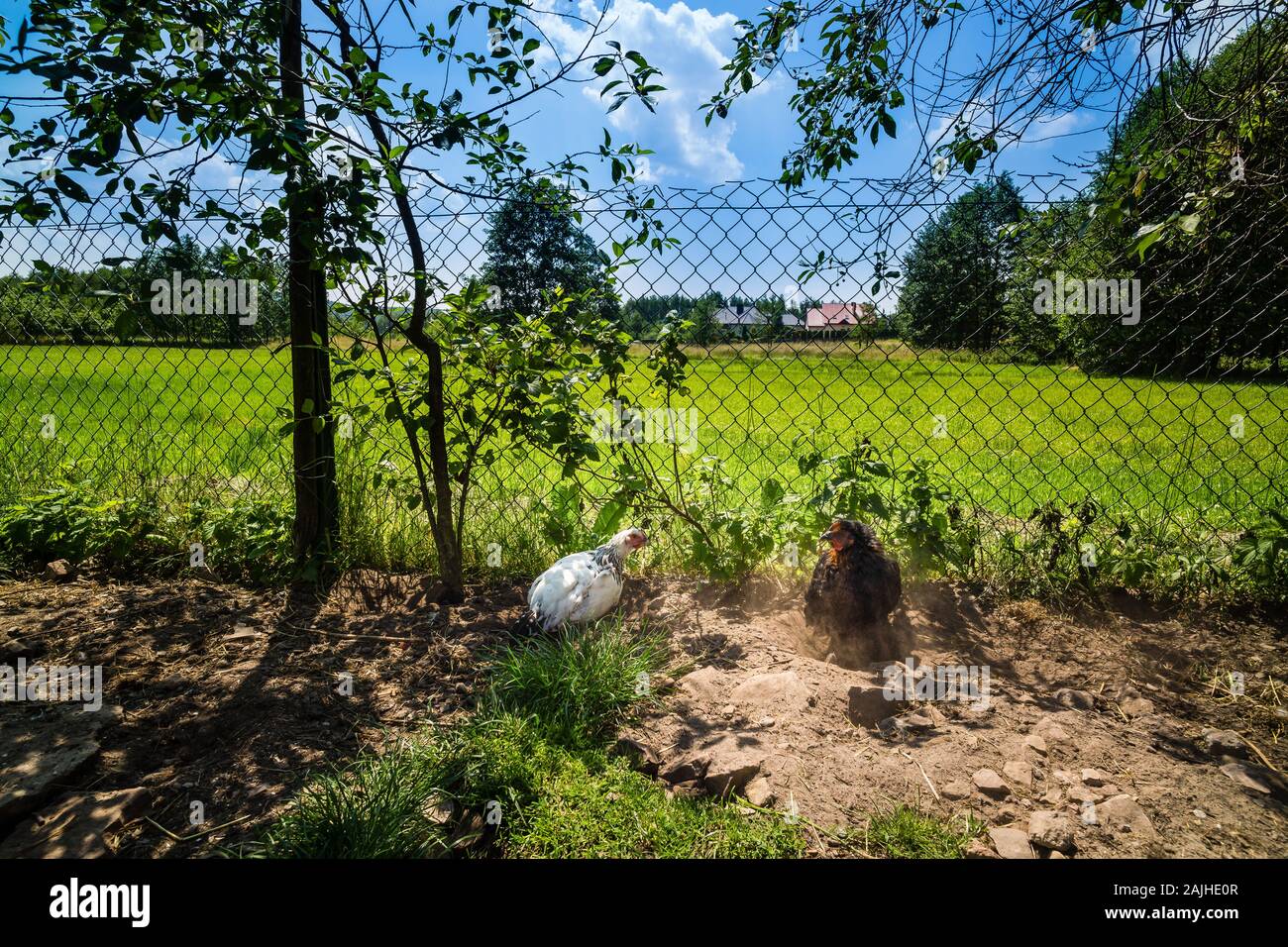 Hens or chickens digging in dirt for food. Old country farm with green fields, Kielce, Poland Stock Photo