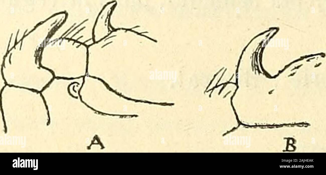Annales de la Société entomologique de France . ope occidentale (1). 27. D. puella E. Simon. Algérie : Alger!, Laghouat, Gardaïa. — Toute la région méditerra-néenne ; Madère ; les Canaries. 28. D. flavescens (Walckenaer). — D. hortensis E. Simon, Aran.nouv., 1 mém., Liège, 1871, p. 28. — D. flavescens E. Sim., Ar. Fr.,I, p. 181. Algérie : Alger. — Europe occidentale. 29. D. patellaris, sp. nov. — (5 Long. : 2,3 mill. — Céphalothoraxsubtiliter coriaceus, laete fulvo-rufescens, parte thoracica utrinqueconfuse inîuscata sed linea albido-testacea sinuosa marginala, partecephalica crasse albo-pilos Stock Photo