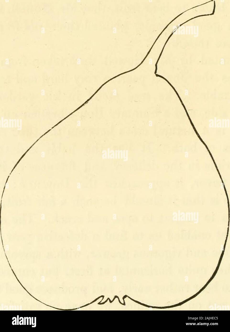 The fruits of America : containing richly colored figures, and full description of all the choicest varieties cultivated in the United States . sh scales. Leaves.—Medium size, ovate, broadest near the base, shortly pointed,bright green, glossy, finely nerved, wavy, and very finely serrated;petioles, rather long, nearly two inches in length, rather slender. Flowers.—Medium size; petals, small, roundish, cupped. Fruit.—Large, about three inches long, and two and a half in diam-eter : Form, obovate, inclining to pyramidal, regular, rather full andbroad at the crown, and tapering to the stem : Ski Stock Photo