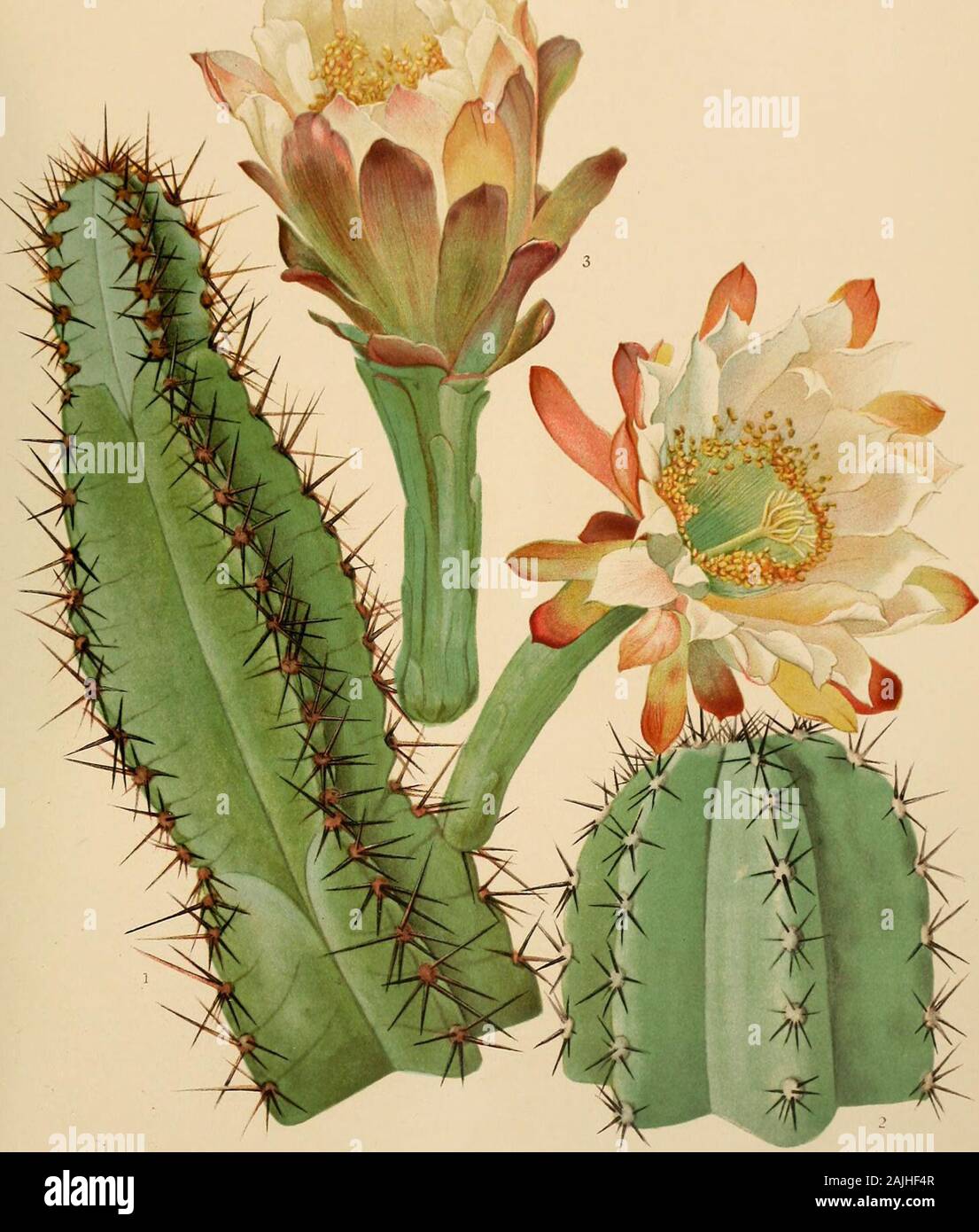 The Cactaceae : descriptions and illustrations of plants of the cactus family . amtb. Kakteen 115. 1897. Cereus paraguayensis Schumann in Chodat and Hassler, Bull. Herb. Boiss. II. 3: 249. 1903. Stems up to 2 meters high; ribs mostly 5, strongly compressed, 3 cm. high, separated by deepsharp intervals, rounded on the edge; areoles 2 to 2.5 cm. apart, when young filled with white wool;spines 6 to 9, all spreading, when young golden yellow, but gray when older, red at the bases, subu-late, 2.5 cm. long; flowers 21 to 22 cm. long, 10 cm. broad at mouth; outer perianth-segmentsnarrow, 1 cm. wide o Stock Photo