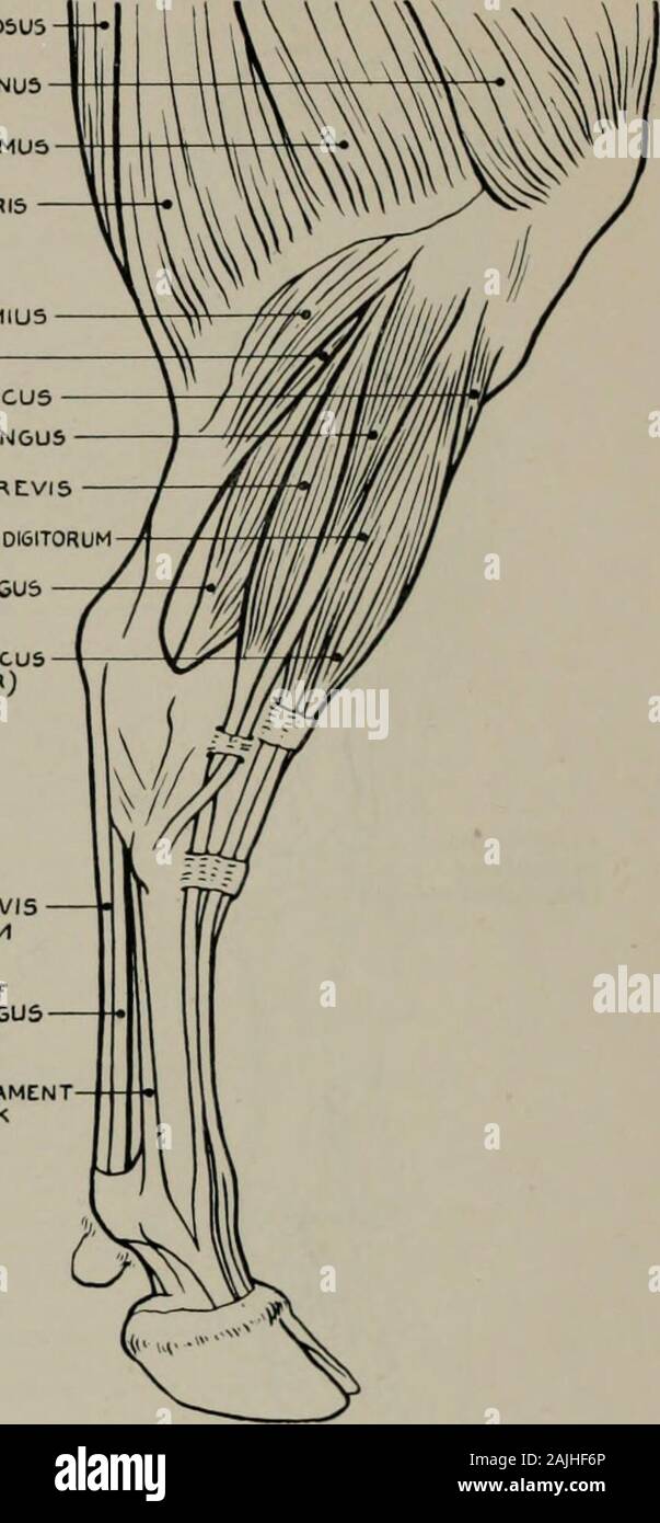 Modelling A Guide For Teachers And Students Modelling Sem1 Tendin05u5vastus Externu5gluteus Maximu3 Biceps Cruris Gastrocnemius Soleus Righr Tibialis Anticusperoneu5 Longus Peroneu5 Brevis Extensor Longus 0i6it0rum Flexor Longuspollicis Tibialis