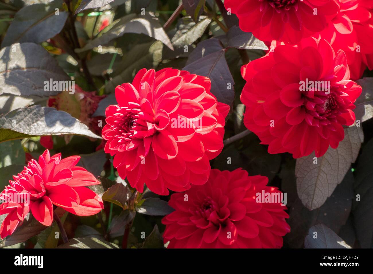 Deep Red Flowers High Resolution Stock Photography and Images Alamy
