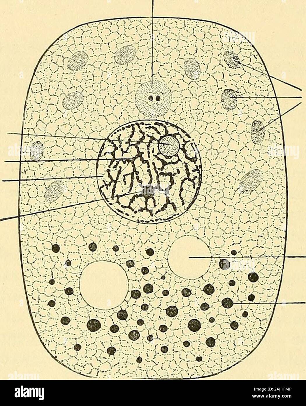 The cell in development and inheritance . and this in turn often contains Attraction-sphere enclosing two centrosomes. Nucleus -I Plasmosome or true nucleolus Chromatin- network Linin-network Karyosome,net-knot, orchromatin-nucleolus. Plastids lying in thecytoplasm Vacuole Passive bodies (meta-plasm or paraplasm)suspended in the cy-toplasmic meshwork Fig. 6.— Diagram of a cell. Its basis consists of a meshwork containing numerous minutegranules (microsomes) and traversing a transparent ground-substance. one or more smaller bodies or nucleoli. By some of the earlierworkers the nucleus was suppo Stock Photo