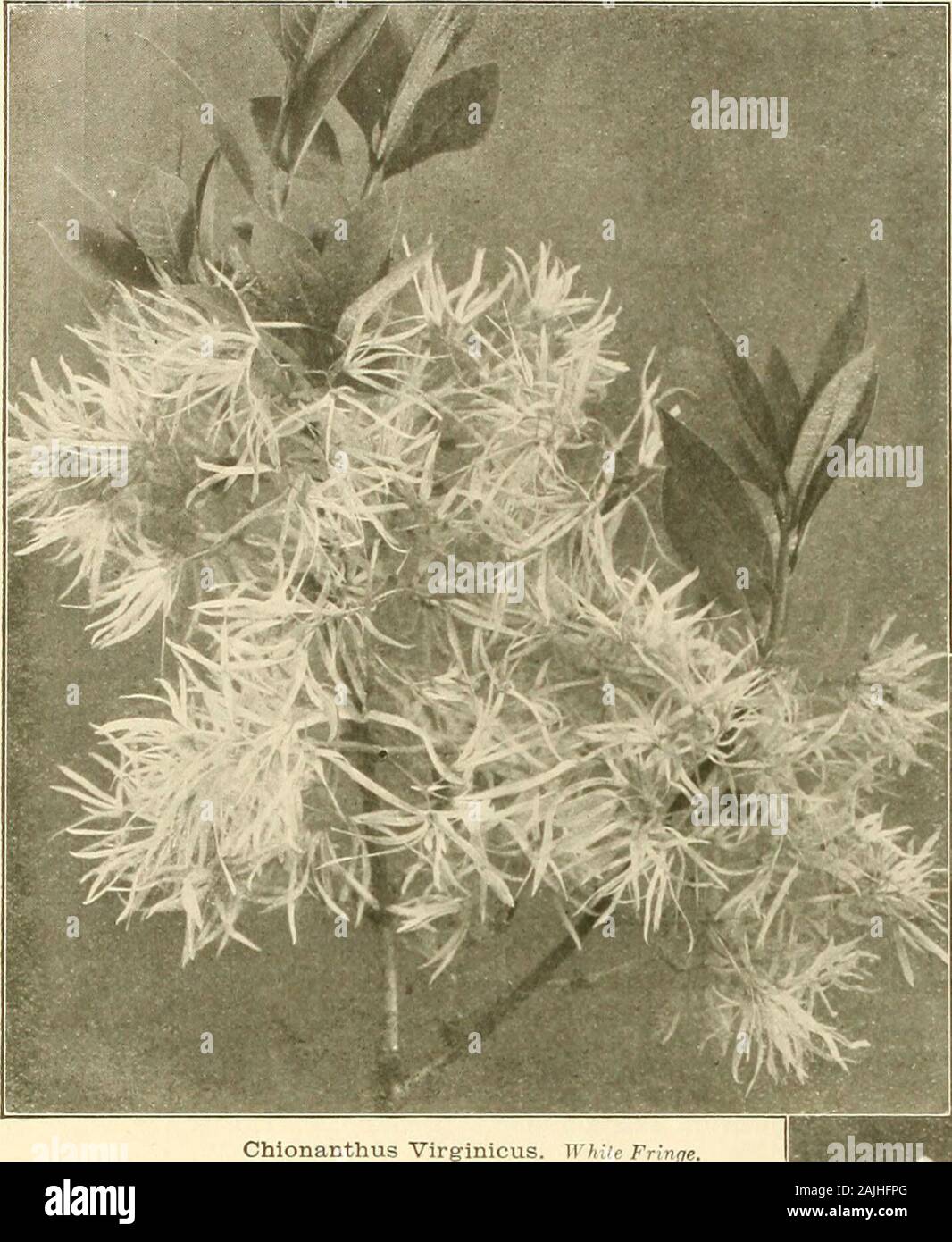 Farquhar's autumn catalogue : 1911 . s; one of our best shrubs Baccharis halmifolia. Feathery white flowers. Sept Berberis purpurea. Dark purple foliage .Thunbergji. Japan Barberry. Dwarf, hand-some, shining foliage. June ....Vulgaris. Common Barberry. JuneCalycanthus Floridus. Spice Bush. Brown Each$0.60 June to September .Siberian Pea. An in-flowers yellow, pea- Frinoe Tree. White. flowers; fragrant, Caragana arborescens.teresting shrub;shaped. May Chionanthus Virginicus. June Clethra alnifolia. Sweet Pepper Bush. White;intensely fragrant; very fine . . Colutea arborescens. Bladder Senna. A Stock Photo