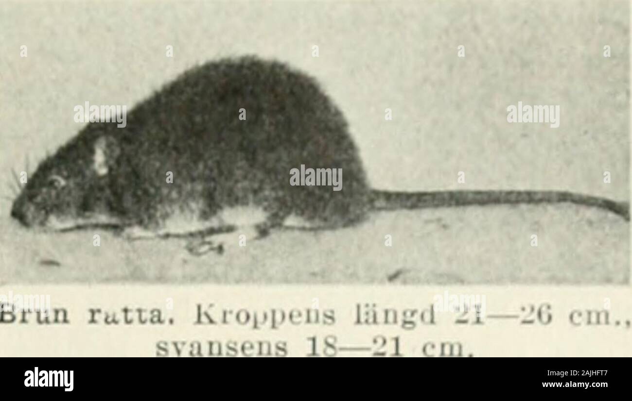 Bonniers konversations lexikon . ade oljor,vanl. benämning å råpetroleum.  Råprotein, vid fodermedels-analys beteckning för kvävehal-tiga ämnen (jfr F  o d e r v ä r d e). Råsegel, fyrkantiga segel, sombenämnas efter