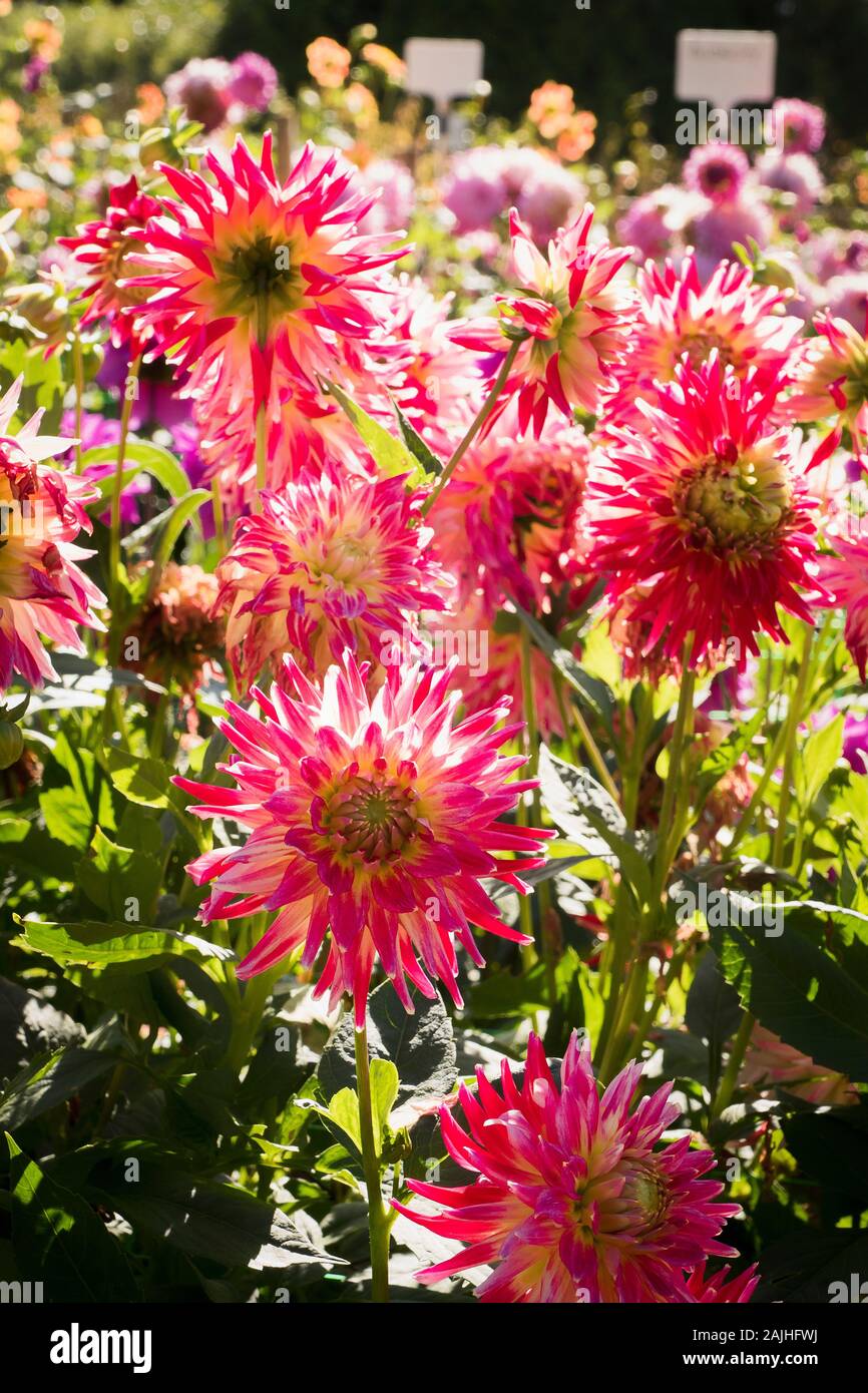 Flowers of Dahlia Cha Cha in an English nursery garden in September in UK Stock Photo