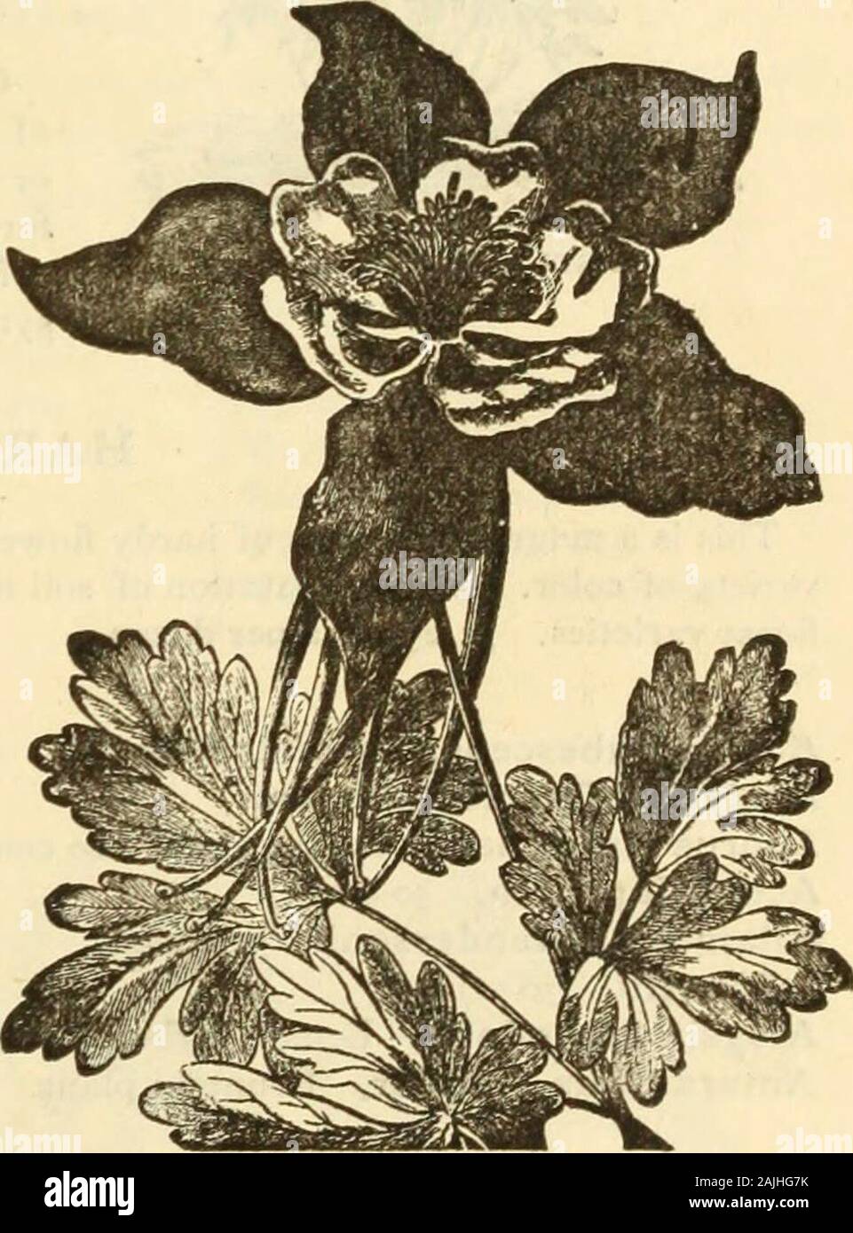 Dreer's garden calendar : 1884 . lumbines, styled the Queen of Columbines. The flowers measurefrom 3 to 3J4 inches in diameter; the outer five petals, as well astie long spurs, are of a beautiful violet blue ; the inner petals arepure white, forming a pleasing contrast. Strong plants. 25 cents ;J2.50 per dozen. AQUILEGIA CHRYSANTHA—New Golden-Spurred Columbine. A splendid hardy perennial from the Rocky Mountains ; flowersrich golden yellow. Strong plants, 25 cents ; $2.50 per dozen. ARDISIA CRENULATA. A very ornamental green-house plant, with dark evergreenfoliage, producing clusters of brilli Stock Photo