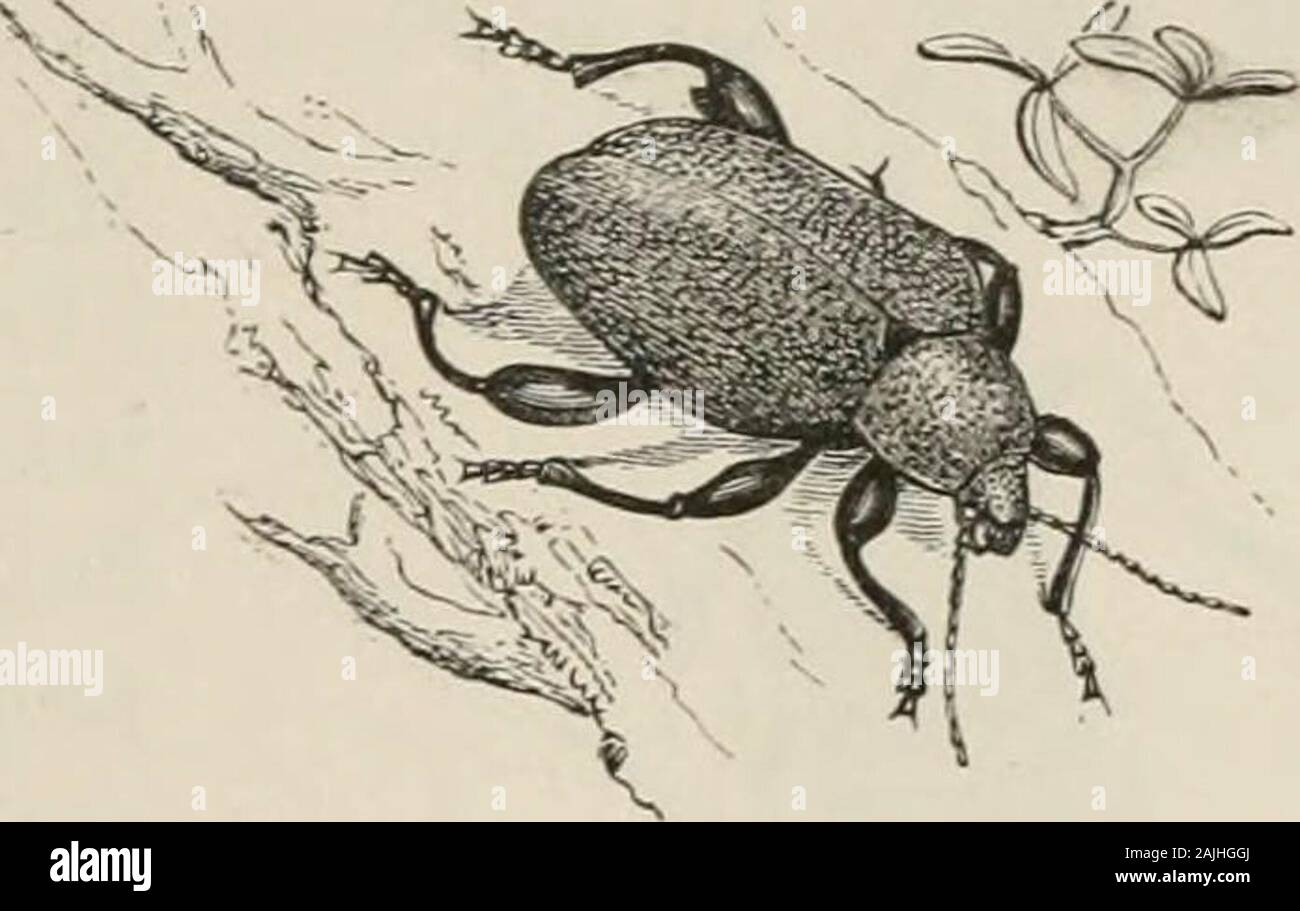 Insects abroad : being a popular account of foreign insects, their structure, habits, and transformations . ng that in the BritishMuseum there are one hundred and eighty drawers full ofWeevils, so that to make a moderately comprehensive selectionfrom such an array is no easy task. I have endeavoured, how-ever, to choose from them those species which fairly representthe principal groups into which the Weevils are divided. The word Rhynchophora is Greek, signifying beak-bearing.*and has been given to the Weevils because in most of the speciesthe head is elongated into a beak-like form of greater Stock Photo