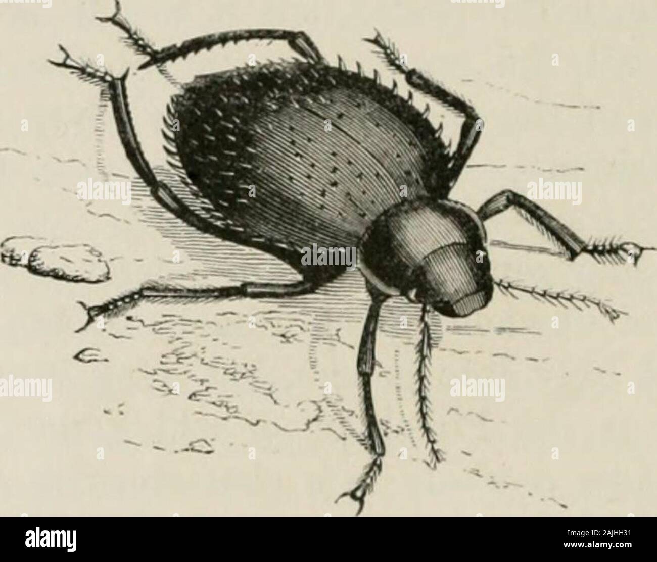 Insects abroad : being a popular account of foreign insects, their ...