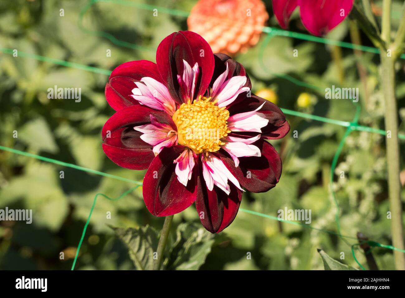 Red semi-double flowers of Dahlia Mary Eveline in a dahlia field on an English nursery in UK Stock Photo