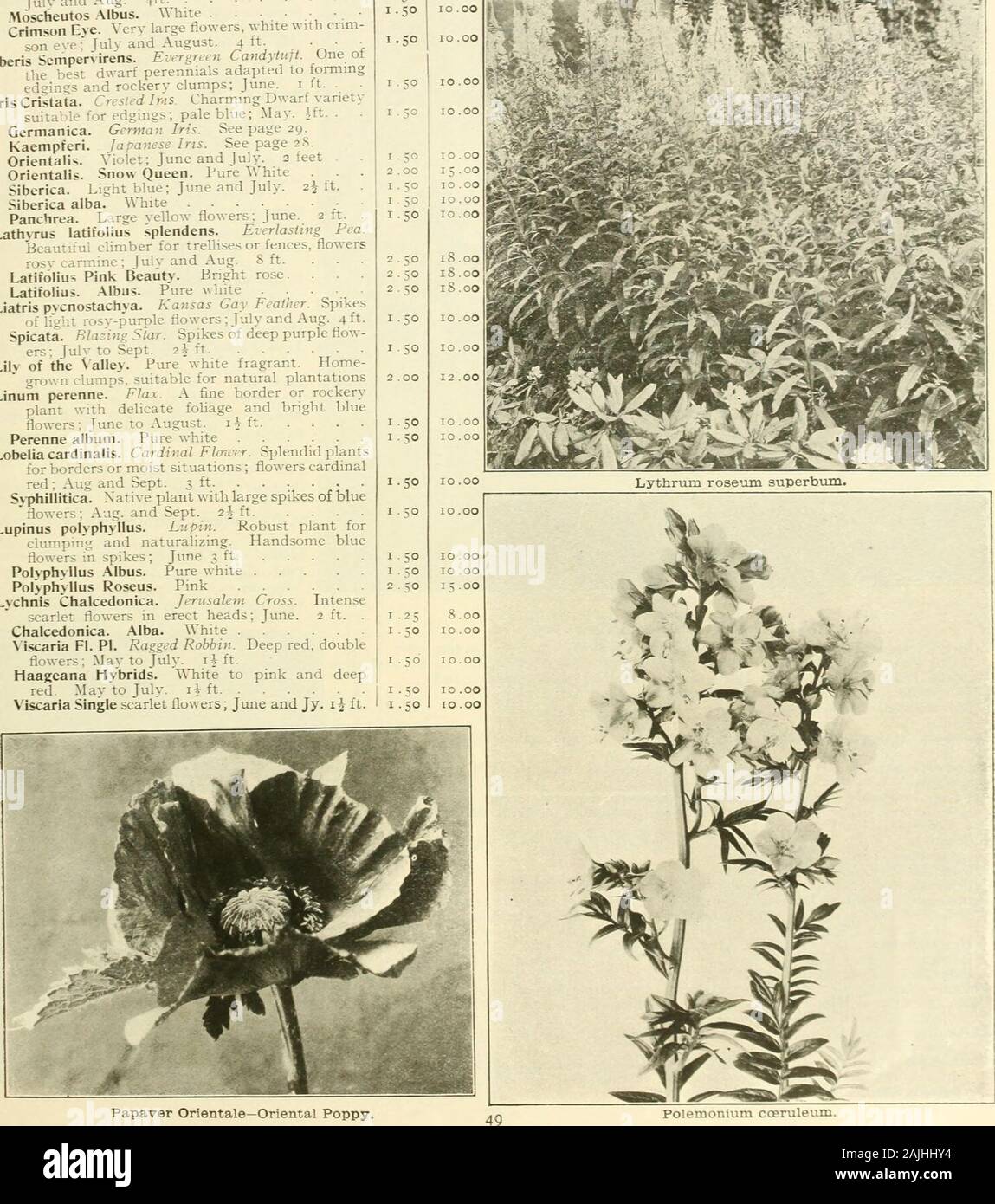 Farquhar's autumn catalogue : 1911 . ers; fulv to Sept. 2^ ft Lilv of the alley. Pure white fragrant. Home-grown clamps, suitable for natural plantationsLinuiri perenne. Flax. A fine border or rockeryplant with delicate foliage and bright blue flowers; June to August, i^ ft Perenne album. Pure white Lobelia cardinalis. Cardinal Flower. Splendid plantsfor borders or moist situations; flowers cardinal red; Aug and Sept. 3 ft S&gt;phillitica. Native plant with large spikes of blue flowers; Aug. and Sept. 2J ft Lupinus polyphyllus. Lupin. Robust plant forclumping and naturalizing. Handsome blue f Stock Photo