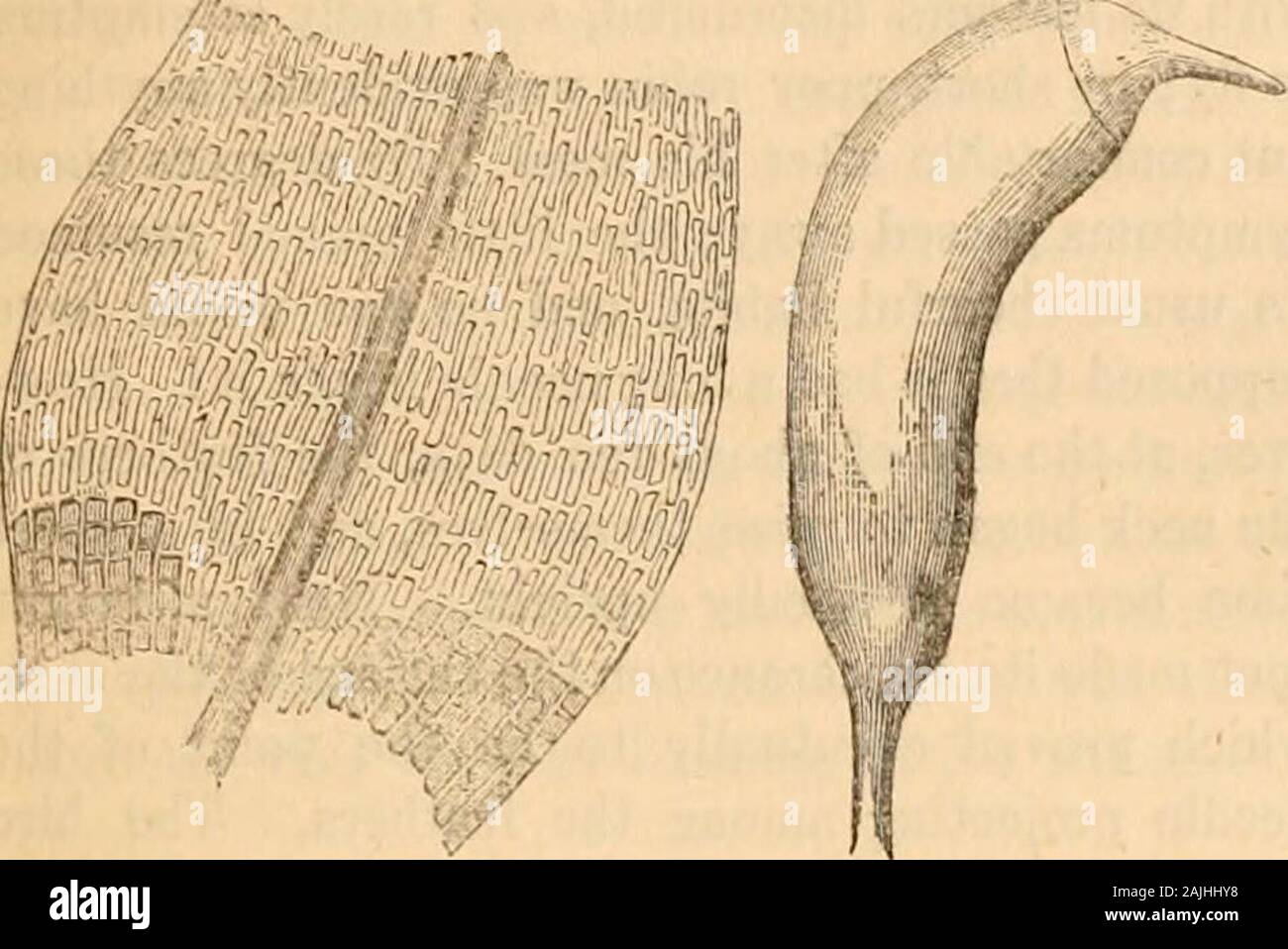 Hardwicke's science-gossip : an illustrated medium of interchange and gossip for students and lovers of nature . Fig. 168.Dicranum arcticum. Fig. 169.Leaf and section magnified. Schimper, in his recently published Musci EuropaeiNovi, Fascic. 3, and characterized as follows :— * The strise as shown in the figures are not intended torepresent the distance apart as described in the text, but thegeneral appearance of the valve as seen by oblique light. Juli- 1,1867.] HAUDWICKES SCIENCE-GOSSIP. 159 D. arcticum, Schpr. Monoicous, crcspitosc, withouttomentum, 2 to 5 inches high, simple or dicho-tomou Stock Photo