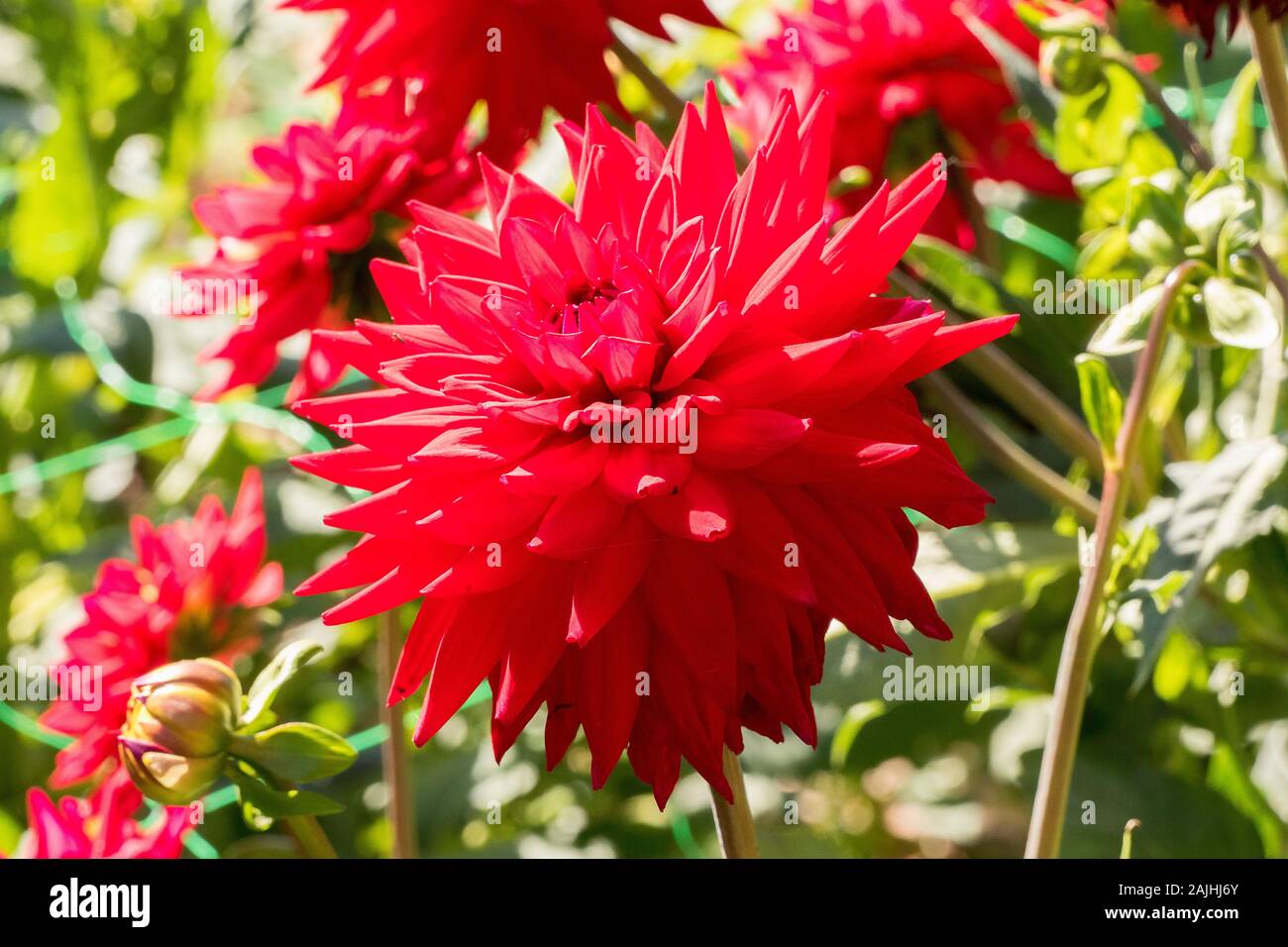 Bright red double flowers of Dahlia Wittemans Superba; in an English nursery garden in UK Stock Photo