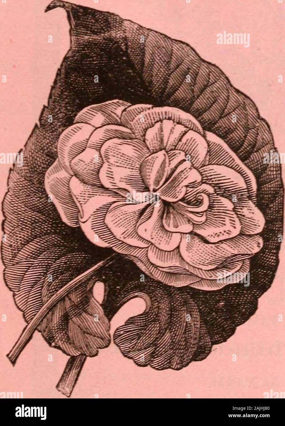 Dreer's garden calendar : 1884 . Brilliant glowing crimson, shaded with lake, flowers very large and globular. 75 cts. Lady Sheffield. Brilliant rosy cerise, of fine form. 50 cts. Ulrich Brunner. Carmined rose, verj large ; seedling from Paul Neron. 75 cts. NEW CLIMBING ROSE. Caroline Goodrich. Flowers in clusters, on strong shoots of ten to fifteen flowers each : color the same as thewell-known General Jacqueminot, but more double ; a strong, vigorous grower. 50 cts. SCIRPUS NUTALENSIS. A grass-like plant, with light green foliage ; very effectivefor hanging-baskets, or for planting in aquari Stock Photo
