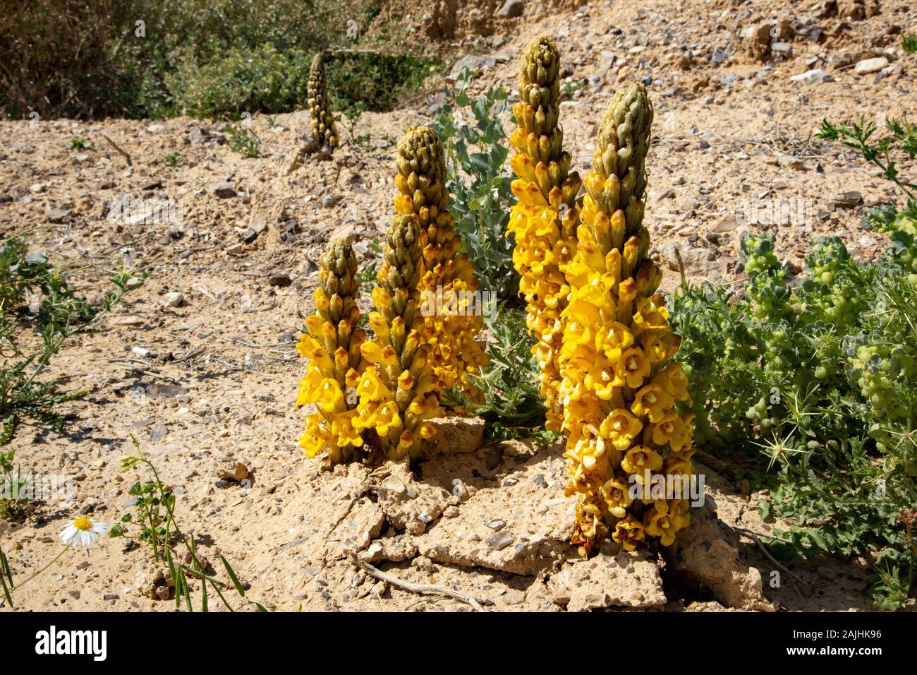 Cistanche (Cistanche tubulosa) parasitize desert plants. Stock Photo
