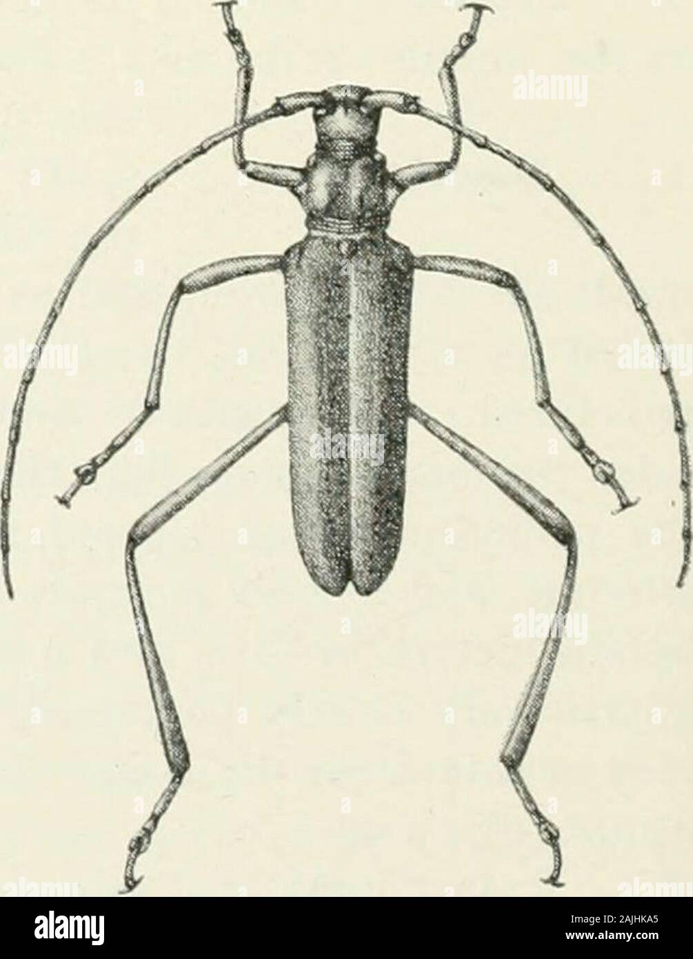 Tubercles Insect Slightly shorter specimen hi-res stock photography and images - Alamy