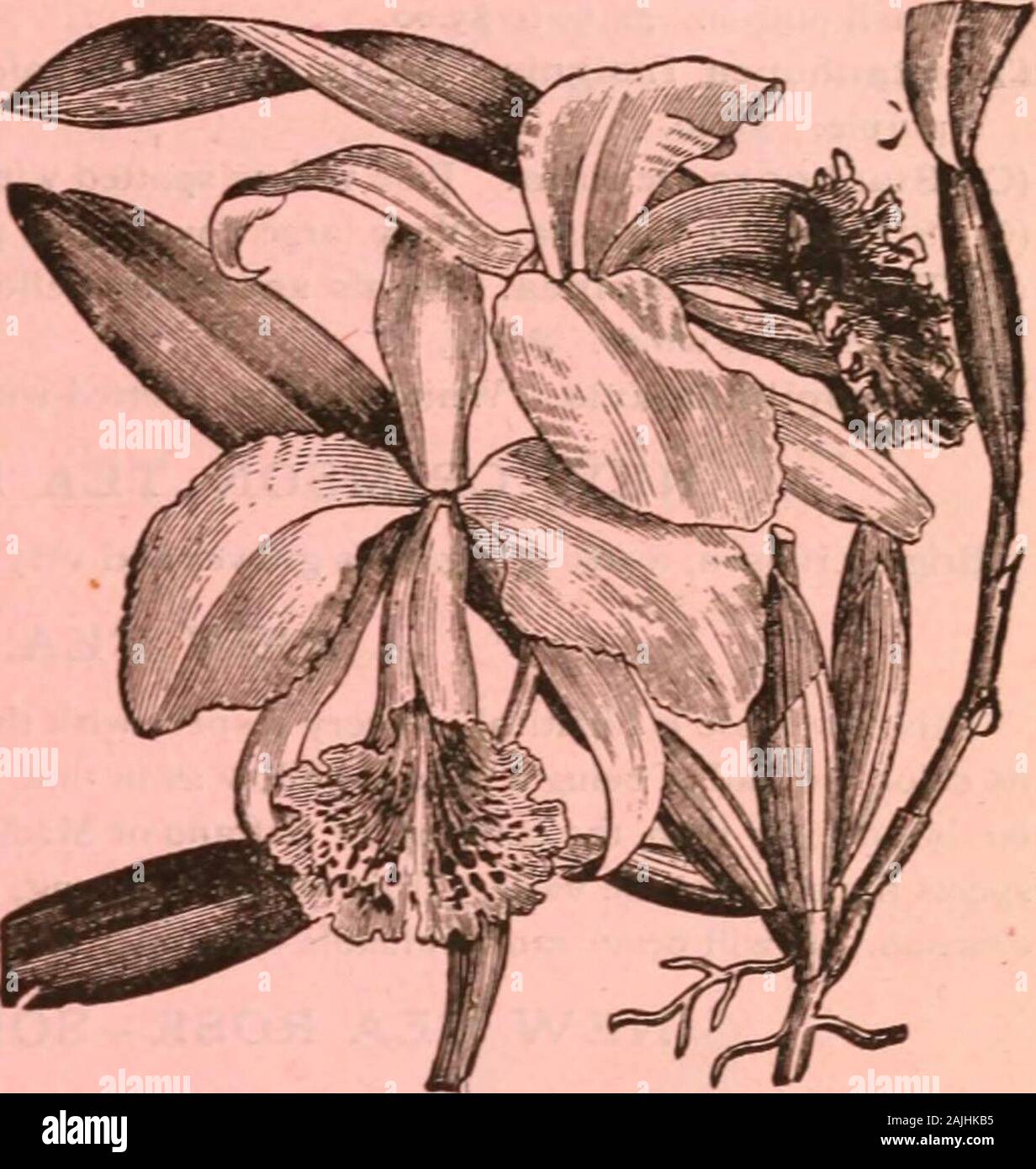 Dreer's garden calendar : 1884 . PEPEROMIA PROSTRATA. DREEKS GARDEN CALENDAR—SuppUfnent. XXI. CATTLEYA MOSSIAE. the centre of the lip. 50 cts. OYLQYiYD^^Continued. (I.) Cattleya Labiata Pescatorei. Light-green foliage, free-blooming : the sepals and petals light-rose, the lip rich crimson. $2.00.(I.) Cattleya Labiata Percivaliana. $2.50 to $5oo-(1.1 Cattleya Mossiae. Flowers ver&gt;large, from five tosix inches across, of a rosy crimson color. $2.50 to $5oc&lt;C.) Cattleya Citrina. Large flowers, of a bright yellow,produced from the top of the bulb ; very fragrant.$2.00 to $5.00.(I.) Chysis Br Stock Photo
