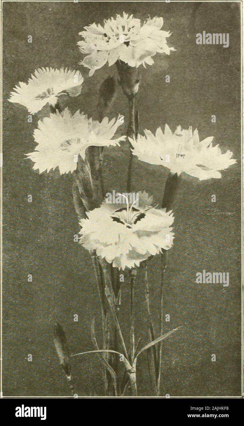 Farquhar's autumn catalogue : 1911 . Centaarea Montana. Dianthus plumarius. Delphinium, Farquhars Hybrids. Larkspur. Statelydecorative plants for masses, beds and clumps;flowers ranging in colors from light azure todeep blue, and from delicate lavender to purple; June and July. 3 to 5 ft Bella Donna. Lovely sky-blue flowers produced on tall branching spikes. 3 ft-  Chinensis. Very graceful spikes of light and brightblue flowers; June to October, i^ ft. Chinensis alba. White Formosum. Deep blue; one of the best. 3 ft. Formosum Coelestinum. Sky blue. 3 ft. Draba Androsacea. Dwarf rock plant; whi Stock Photo